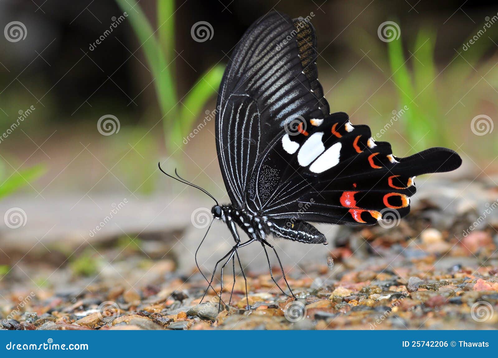 Farfalla nera e rossa fotografia stock. Immagine di nave - 25742206