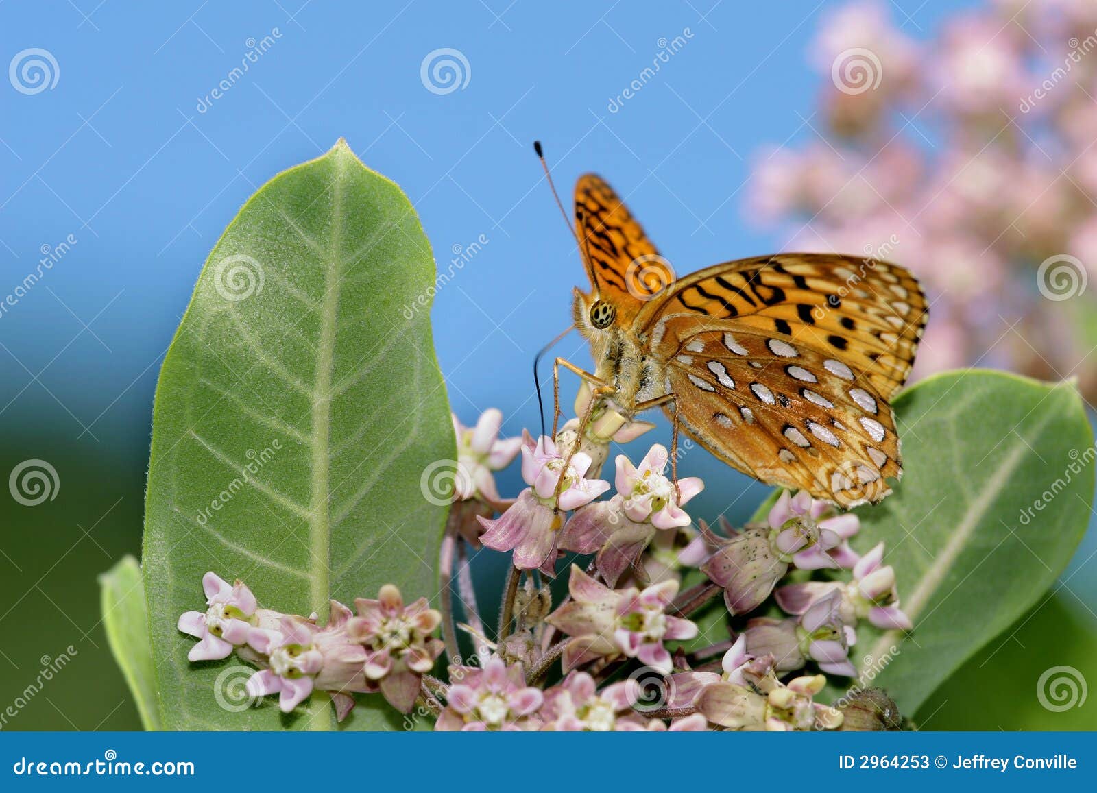 Farfalla su un fiore. Una farfalla gialla bella con i punti bianchi e le marcature nere riposa su un gruppo di terminali di piccoli fiori.