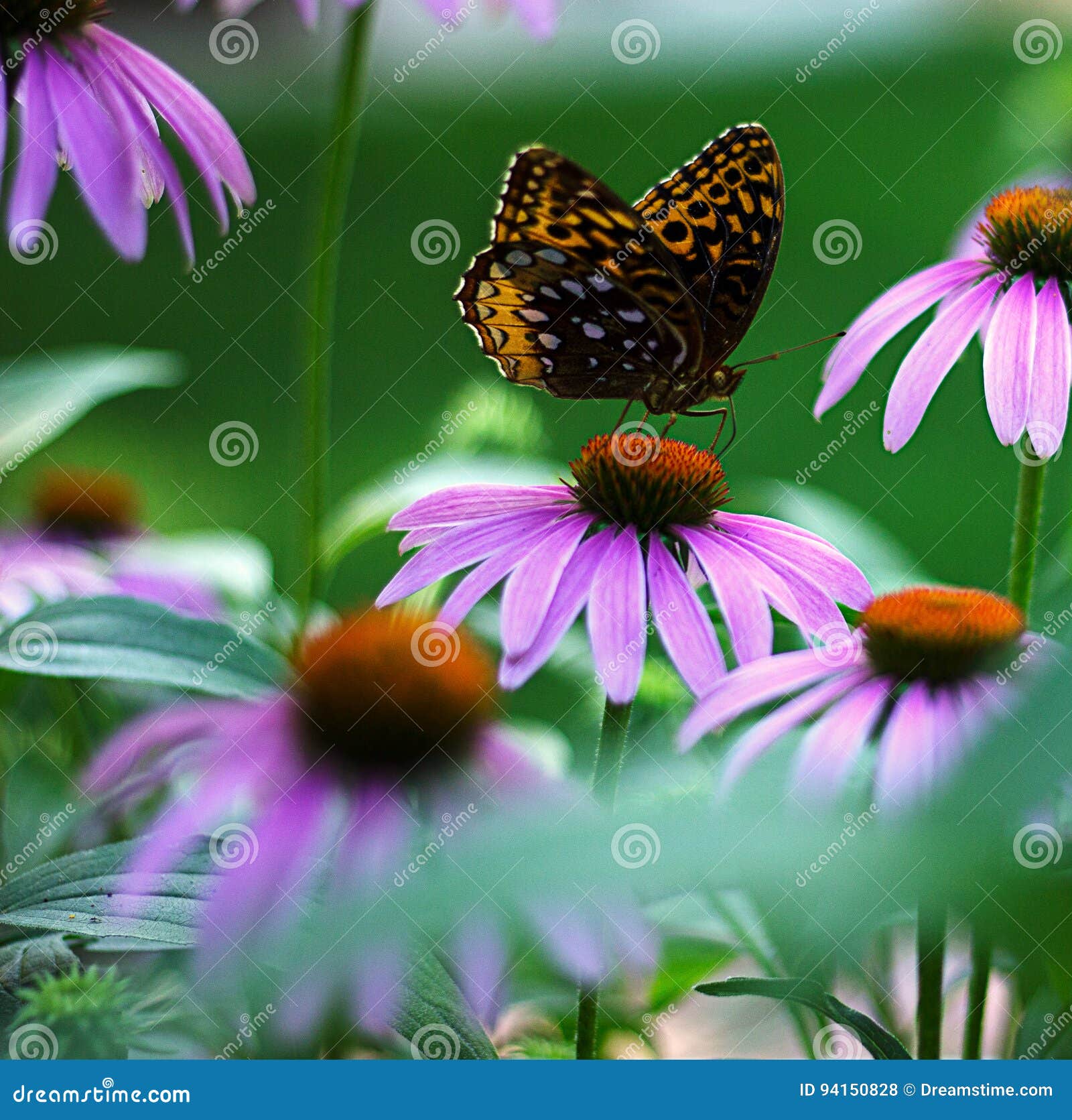 Farfalla sui fiori. Fiori d'impollinazione della farfalla di estate