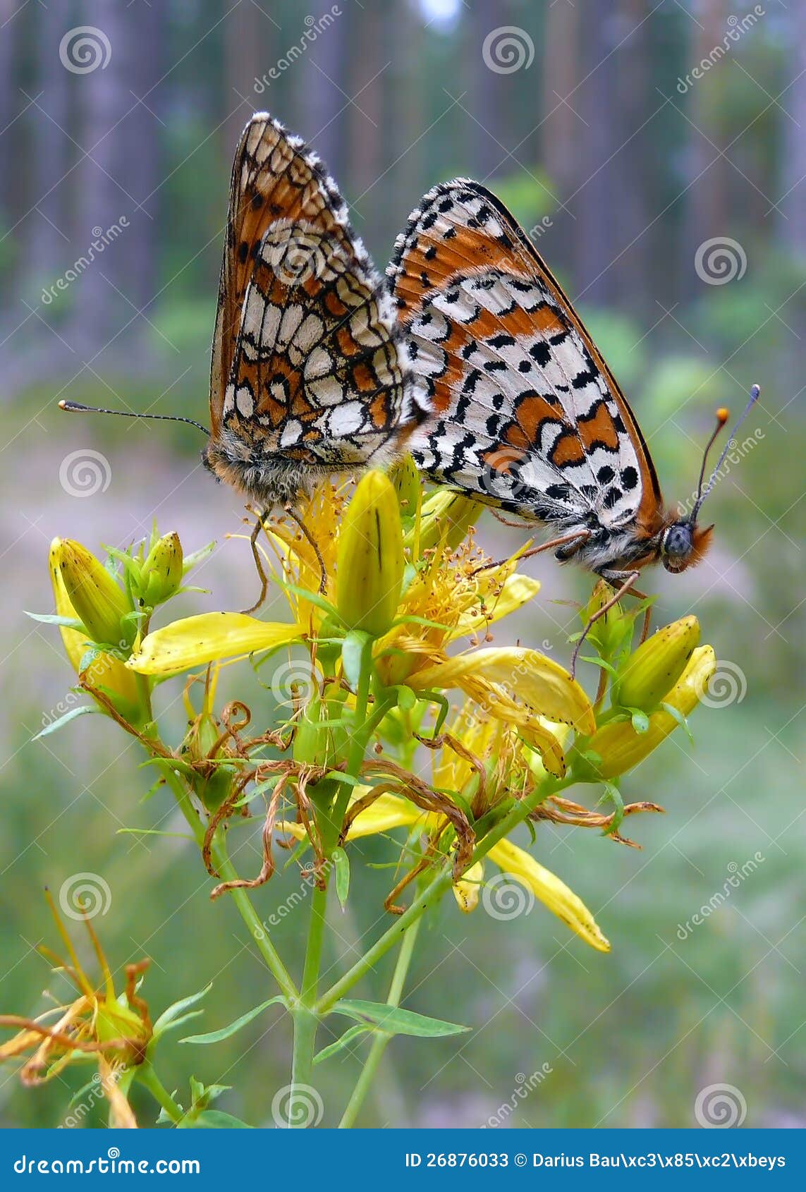 Due farfalle beautyful su un fiore giallo.