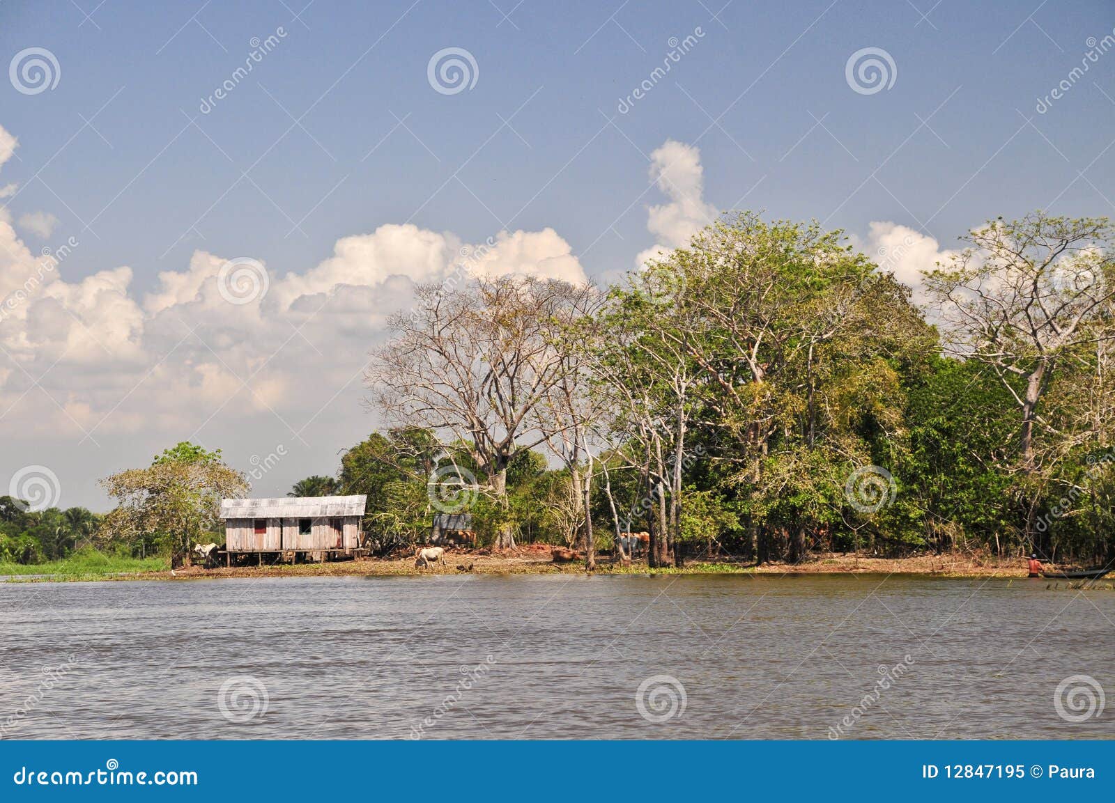Farm in the Amazon Jungle stock image. Image of earth 12847195
