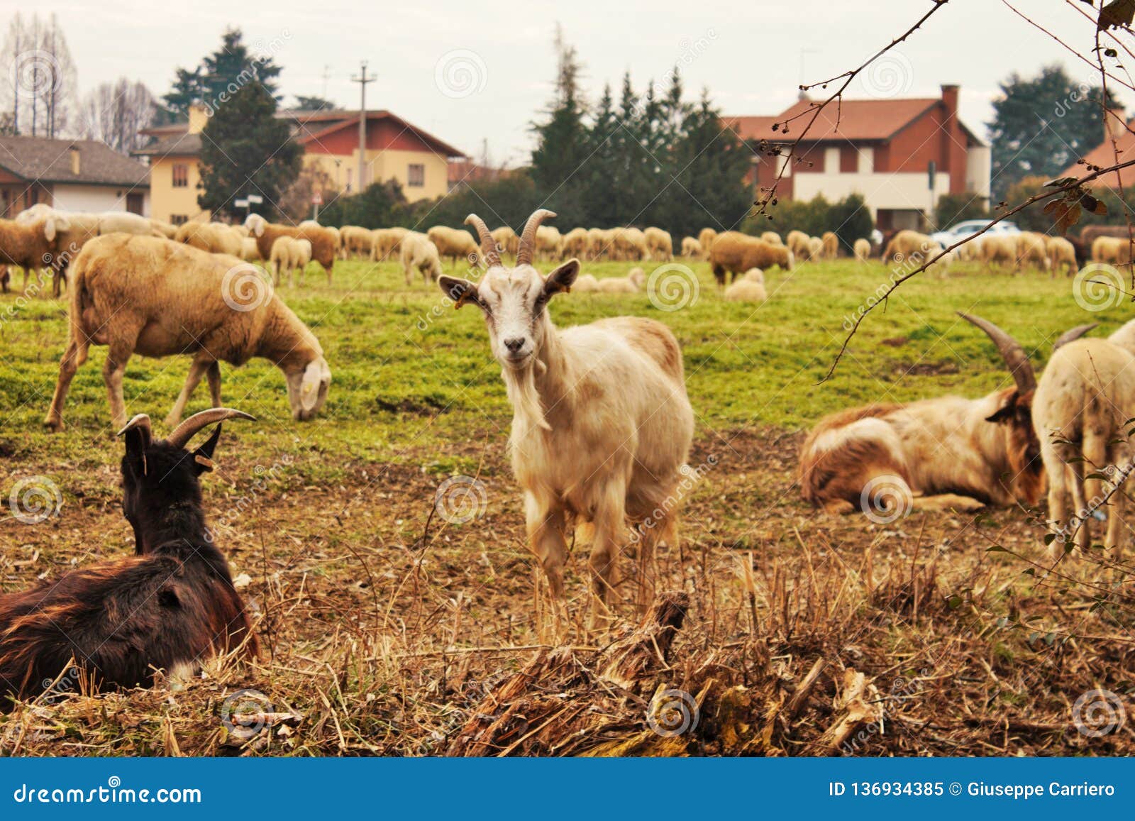 Farm animal, goat. stock image. Image of petspets, farm - 136934385