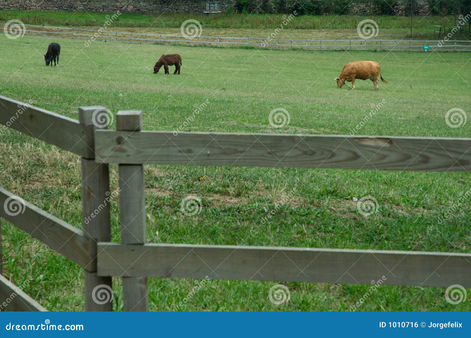 Farm animals stock photo. Image of tree, donkey, fence 1010716