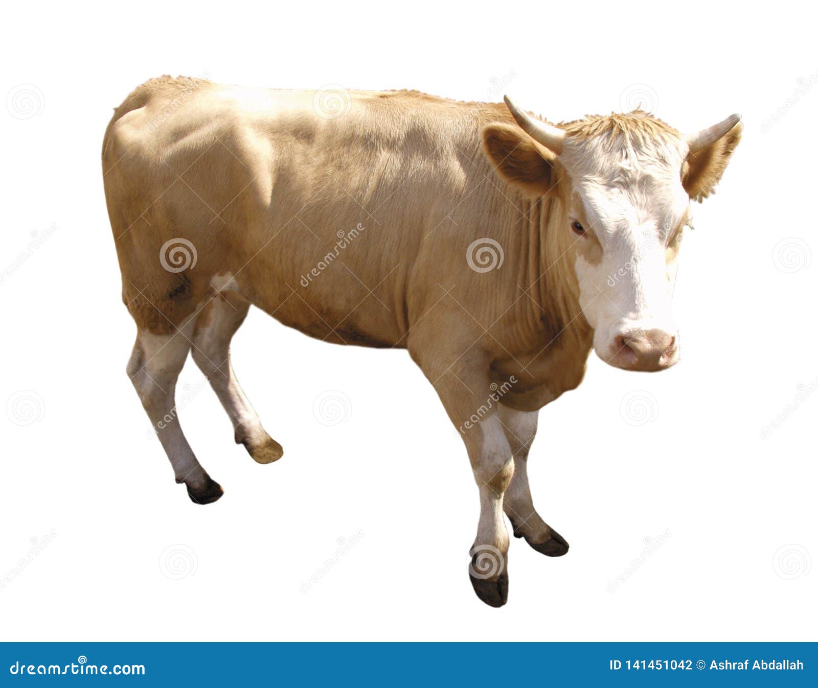 Farm Animal - Side View of Cow, 5 Years Old, Standing Stock Photo - Image  of fleece, lamb: 141451042