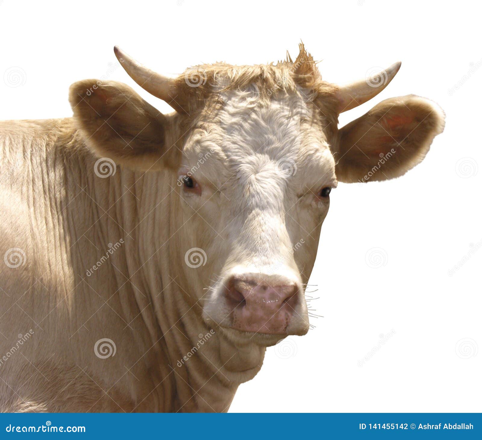 Farm Animal - Side View of Cow, 5 Years Old, Standing Stock Photo - Image of field, animal: 141455142 Farm Animal - Side View of Cow, 5 Years Old, Standing Stock Photo - Image of field, animal: 141455142
