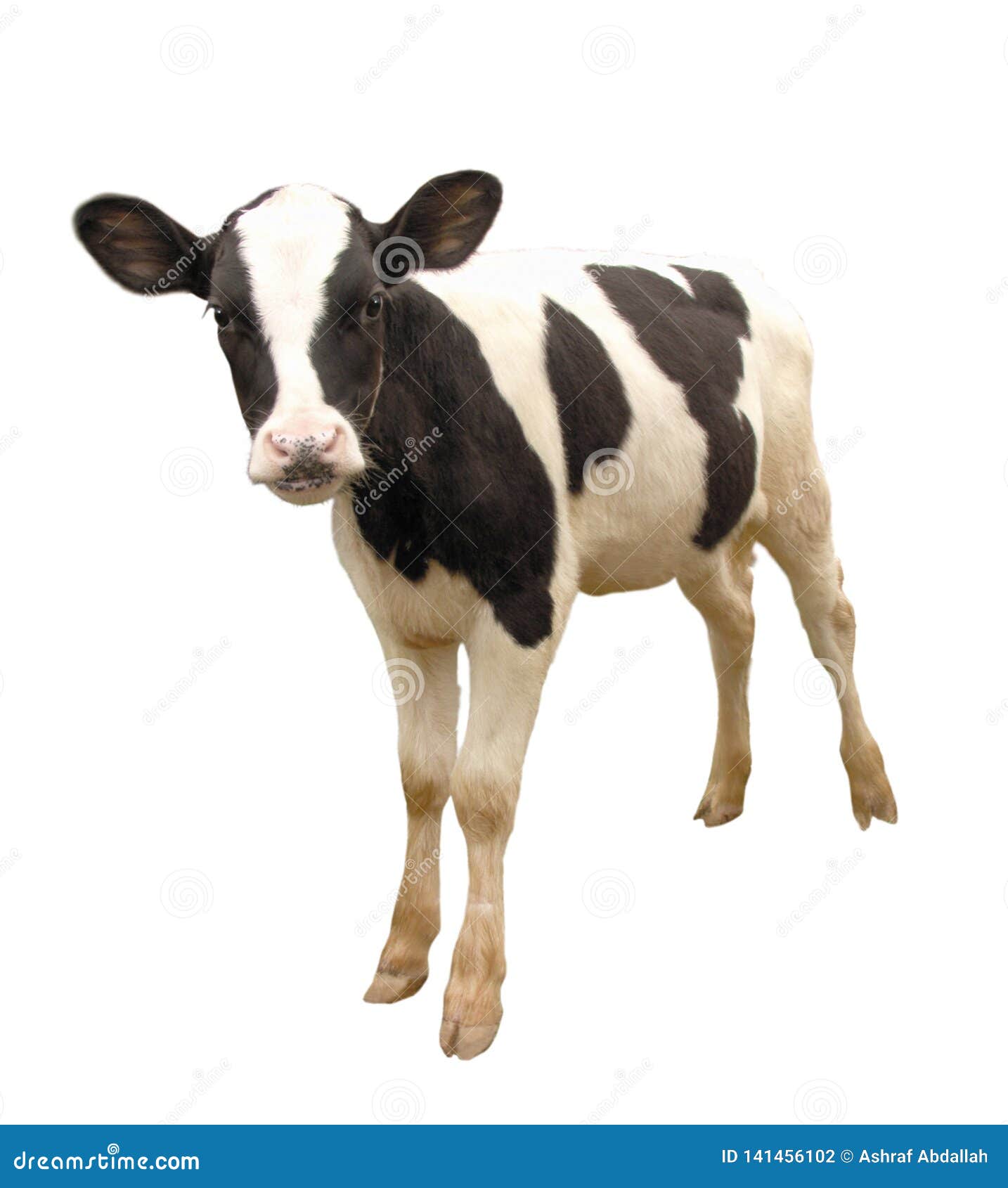 Farm Animals Calf Cow Isolated on White Background Stock Photo
