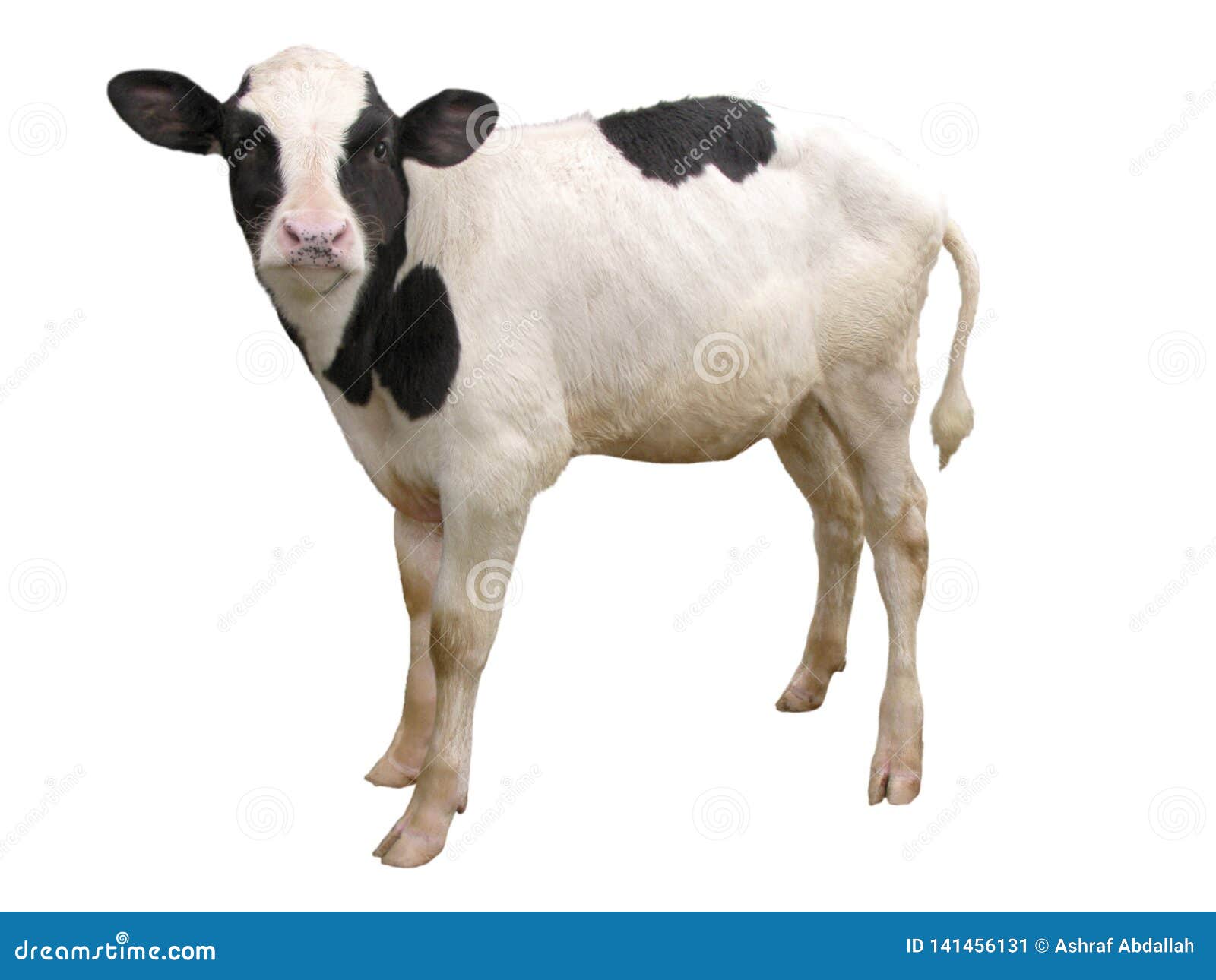 Farm Animals Calf Cow Isolated on White Background Stock Image