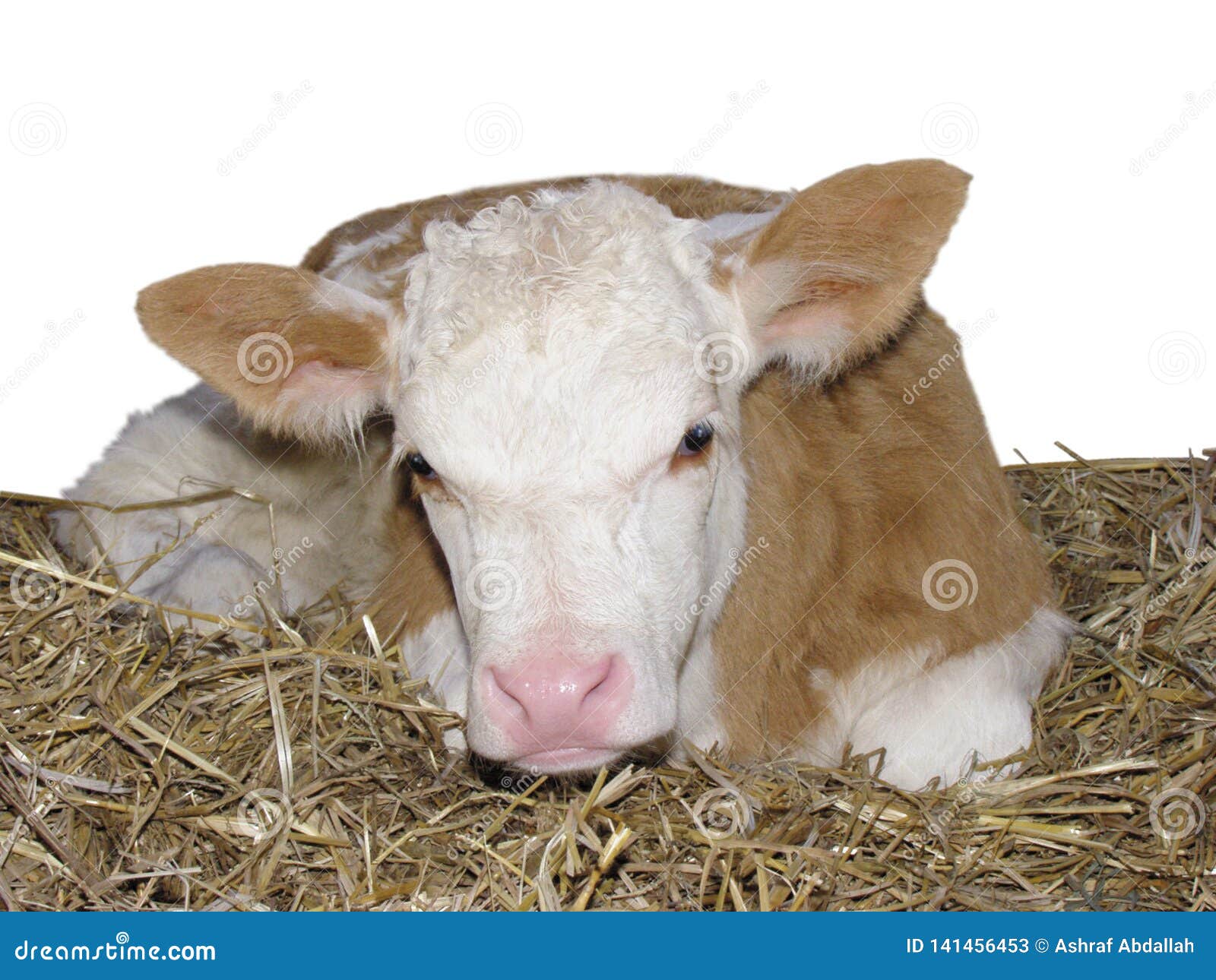 Farm Animals Calf Cow Isolated on White Background Stock Image