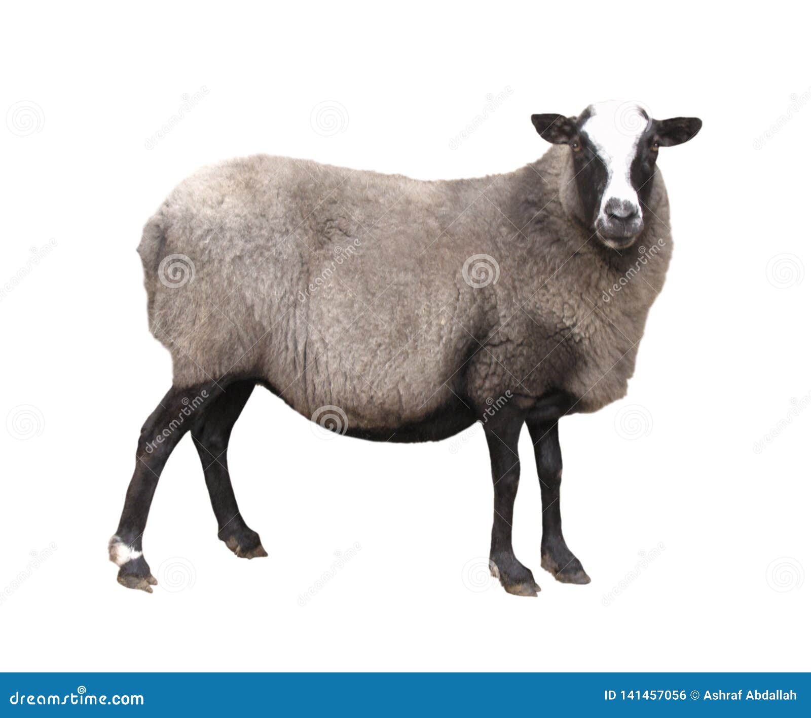 Farm Animals Sheep Isolated on White Background Stock Photo Image