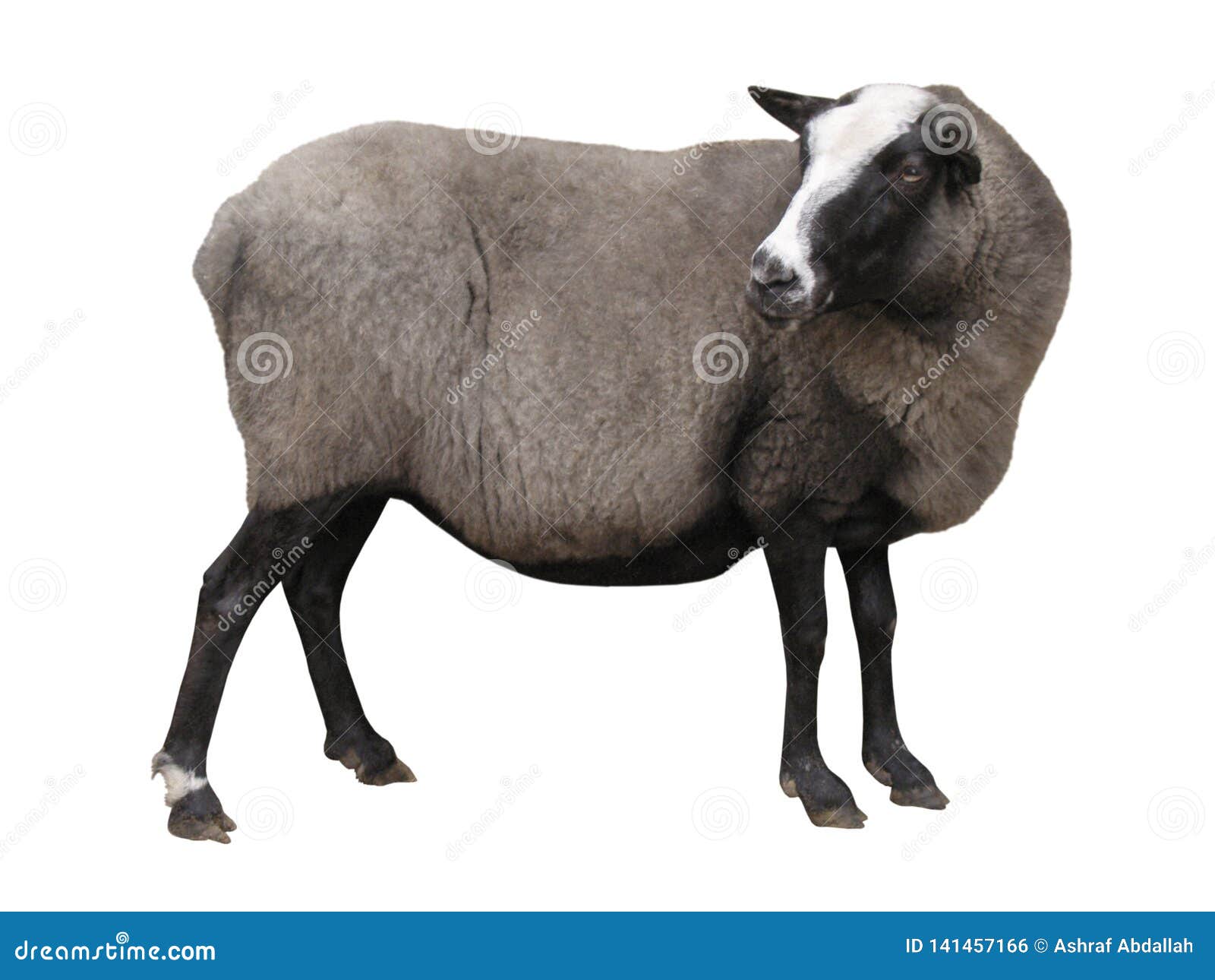 Farm Animals Sheep Isolated on White Background Stock Photo Image