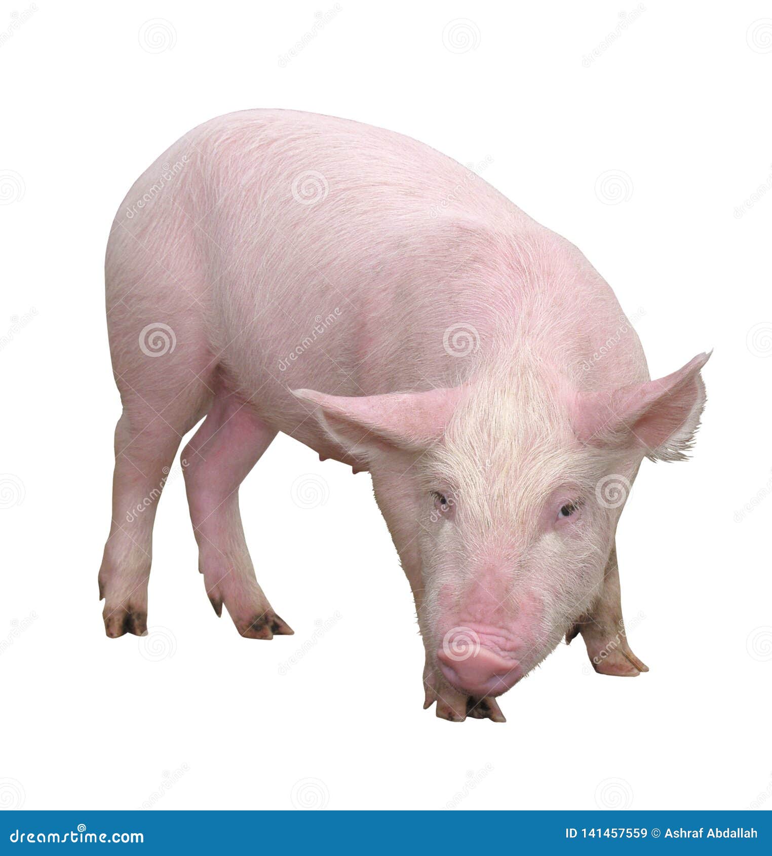 Farm Animals Pig Who is Represented on a White Background Image