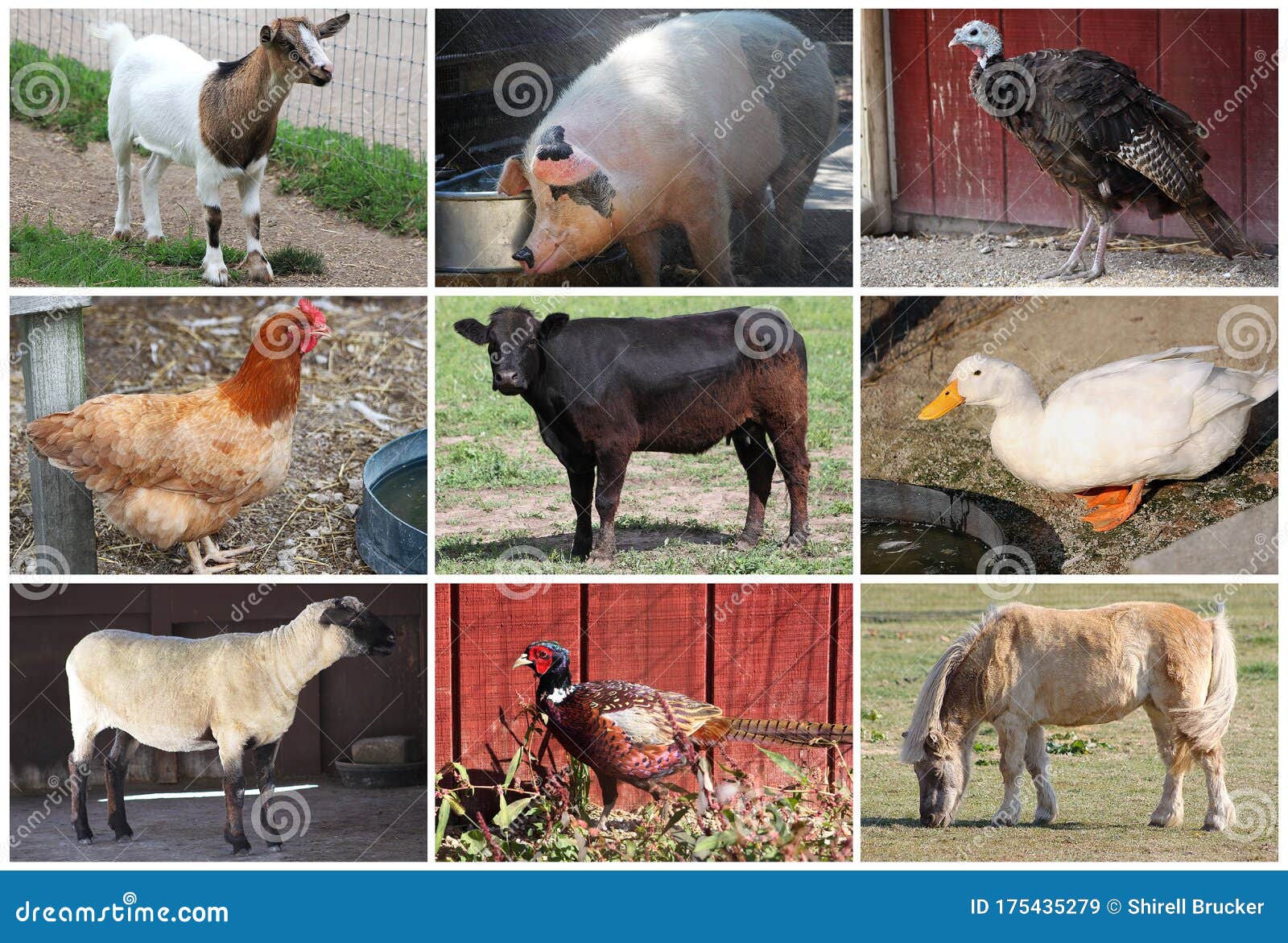 Farm Animals Collage Full Body Stock Image - Image of body, chicken