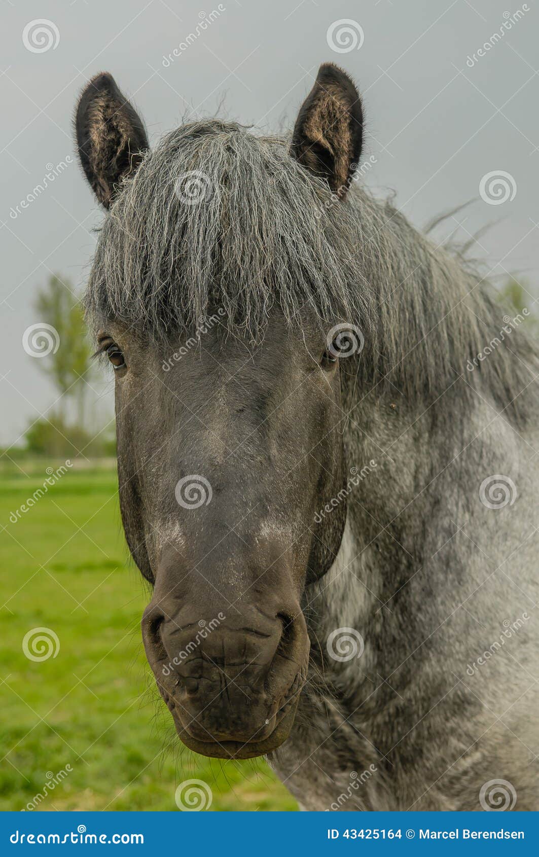 9 Breathtaking Draft Horse Breeds With Long Flowing Manes and