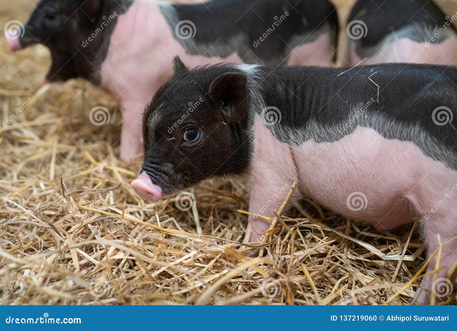 funny cute baby pigs