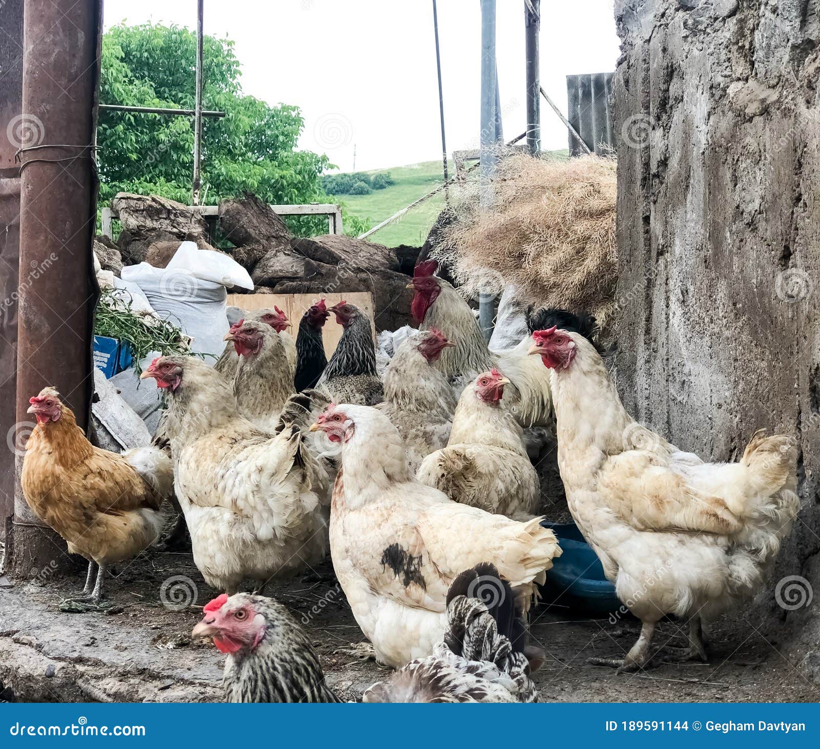Farm Animals in the Farm, Group of Chickens, Chicken on the Farm Stock
