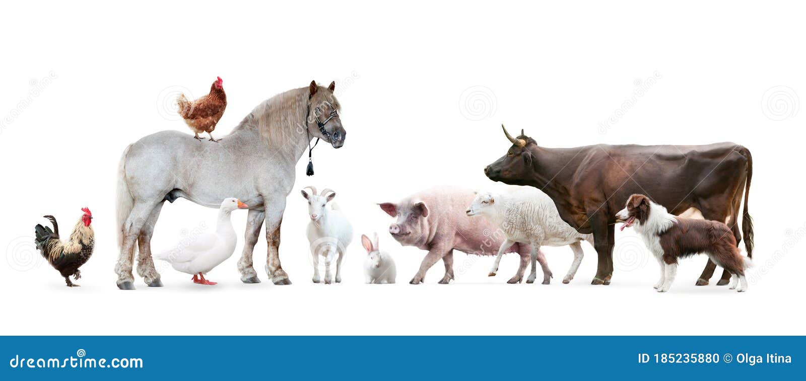 Farm Animals Isolated on White Background Stock Photo Image of