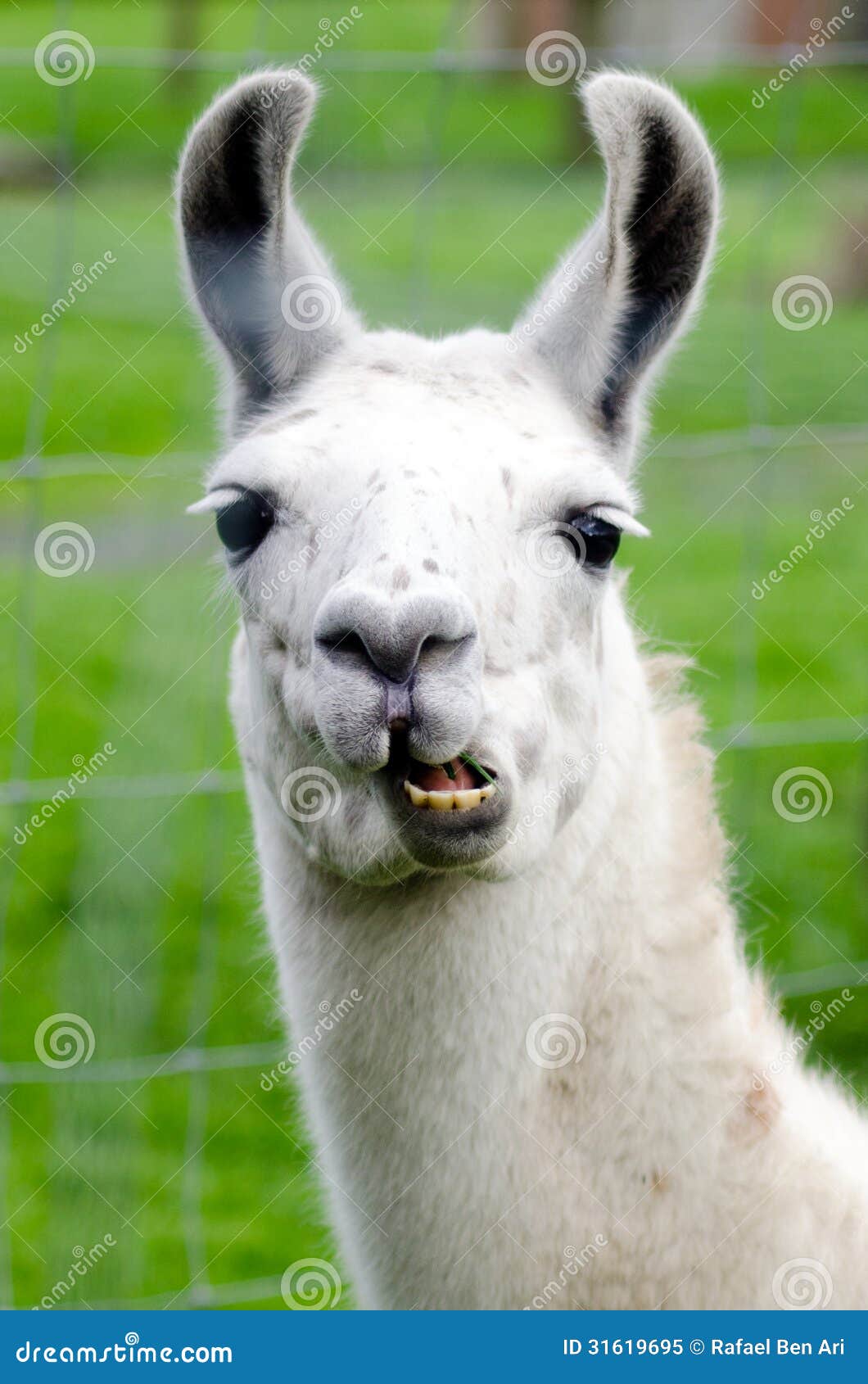 Farm Animals - Lama stock image. Image of peru, places - 31619695