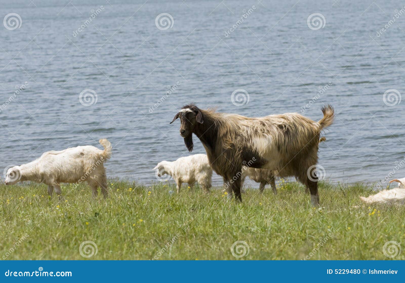 Farm Animals Near the Water Stock Photo Image of lamb, black 5229480