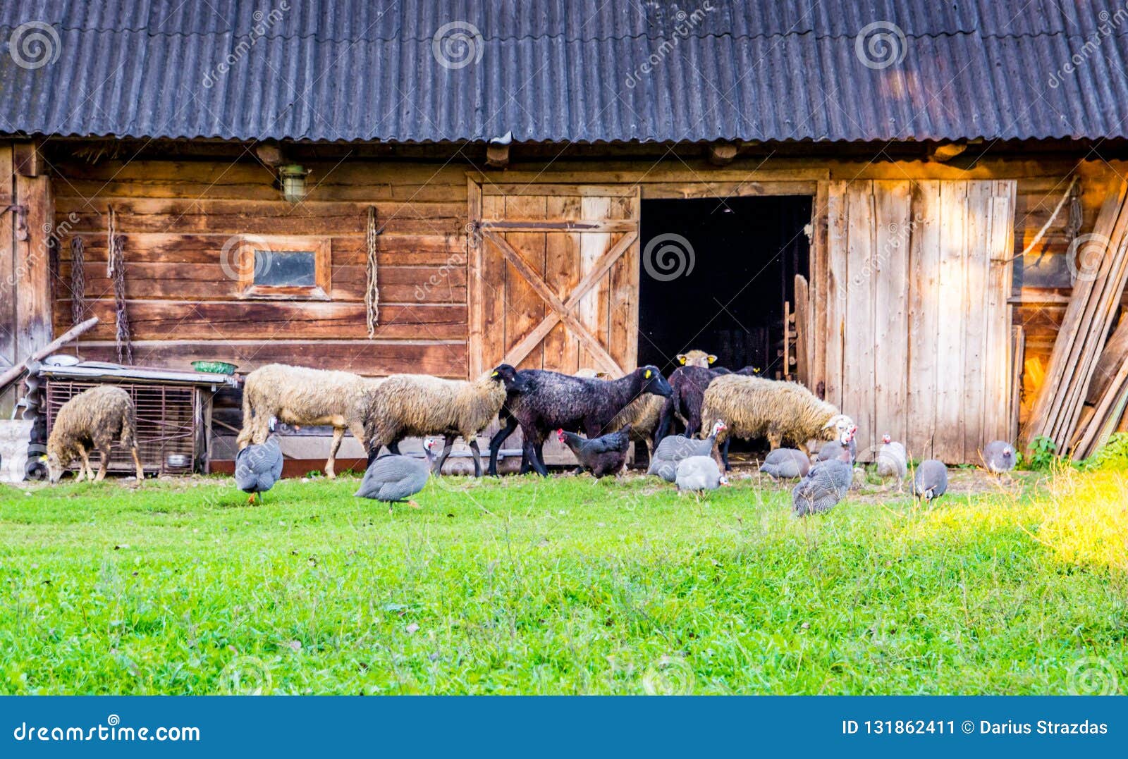 Farm Animals Near Wooden House Stock Image - Image of looking, sheep