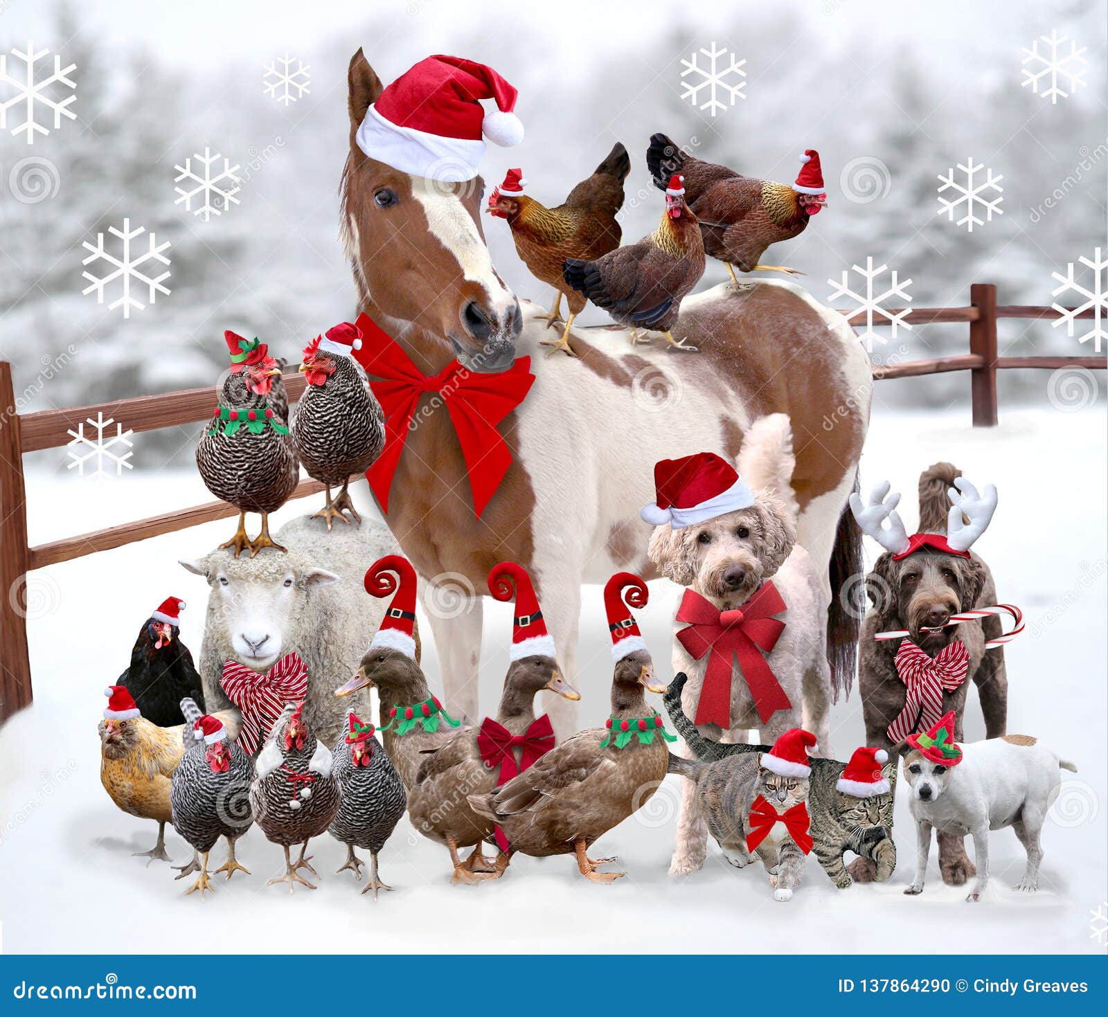 Farm Animals and Pets Standing Together Dressed for Christmas Stock Photo -  Image of animals, cedar: 137864290