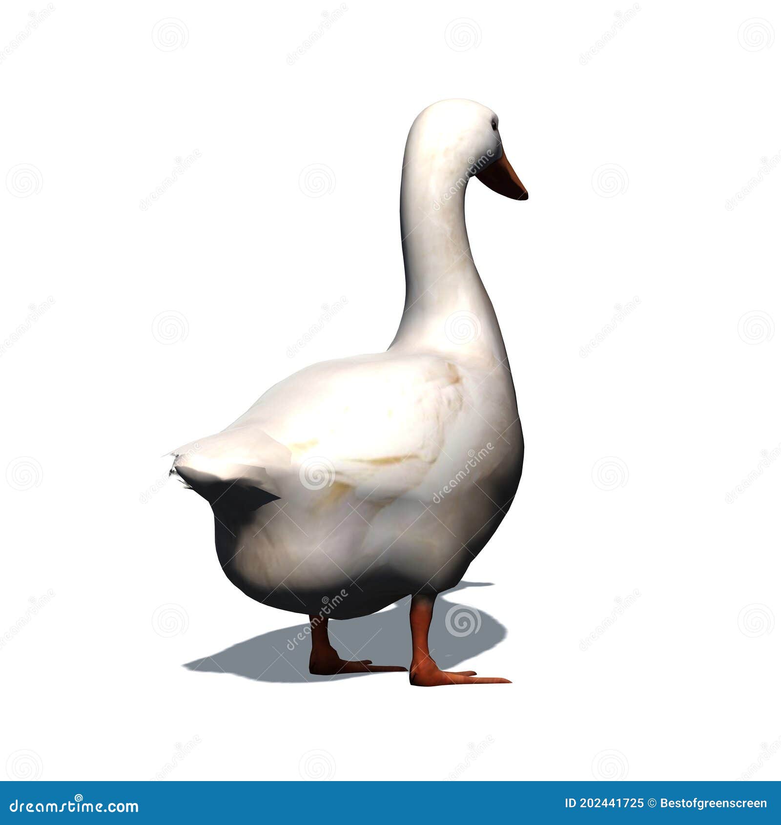 Farm Animals - White Goose with Shadow on the Floor - Isolated on White ...