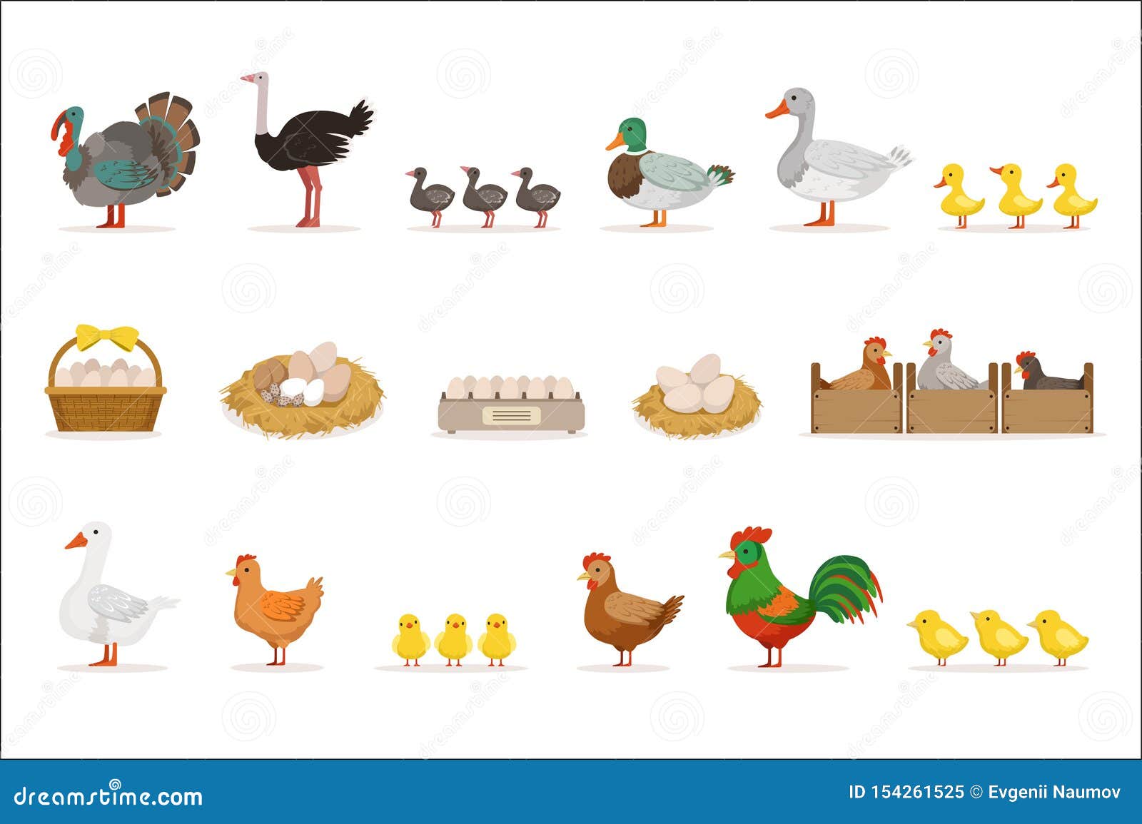 Farm Birds Grown for Meat and for Laying Eggs, Organic Farming Set of  Vector Illustrations with Animals Stock Vector - Illustration of  australian, female: 154261525