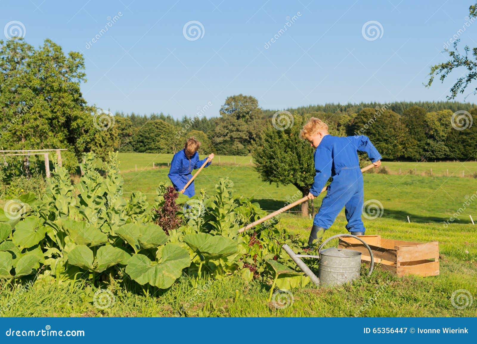 Farm Boys Helping in Vegetable Garden Stock Image Image of lifestyle, hind 65356447