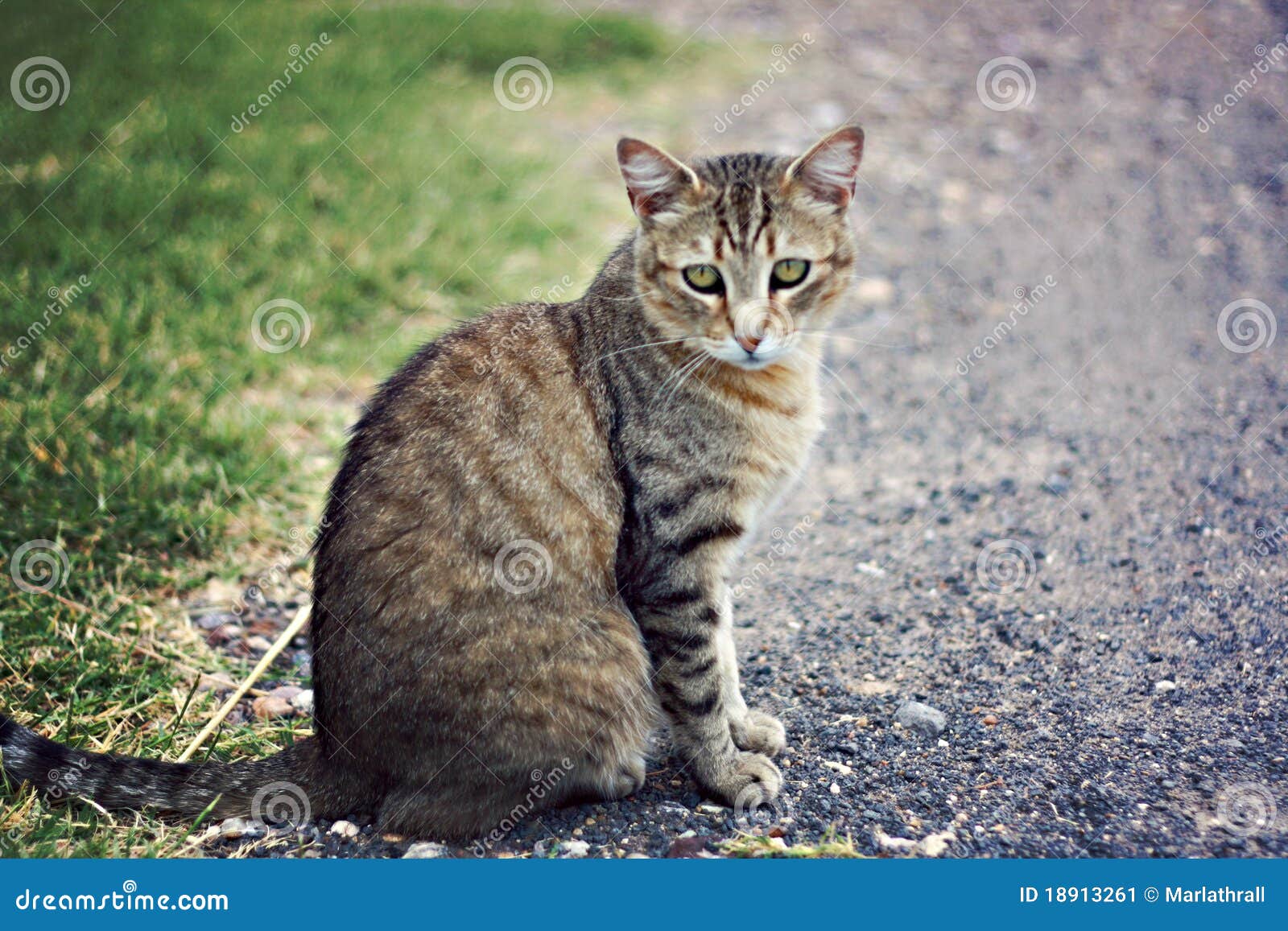 Farm Cat stock image. Image of life, rural, mammal, bokeh 18913261