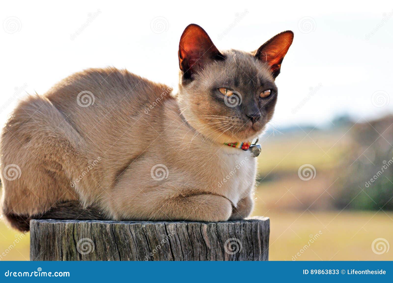 farm cat perched on fence post