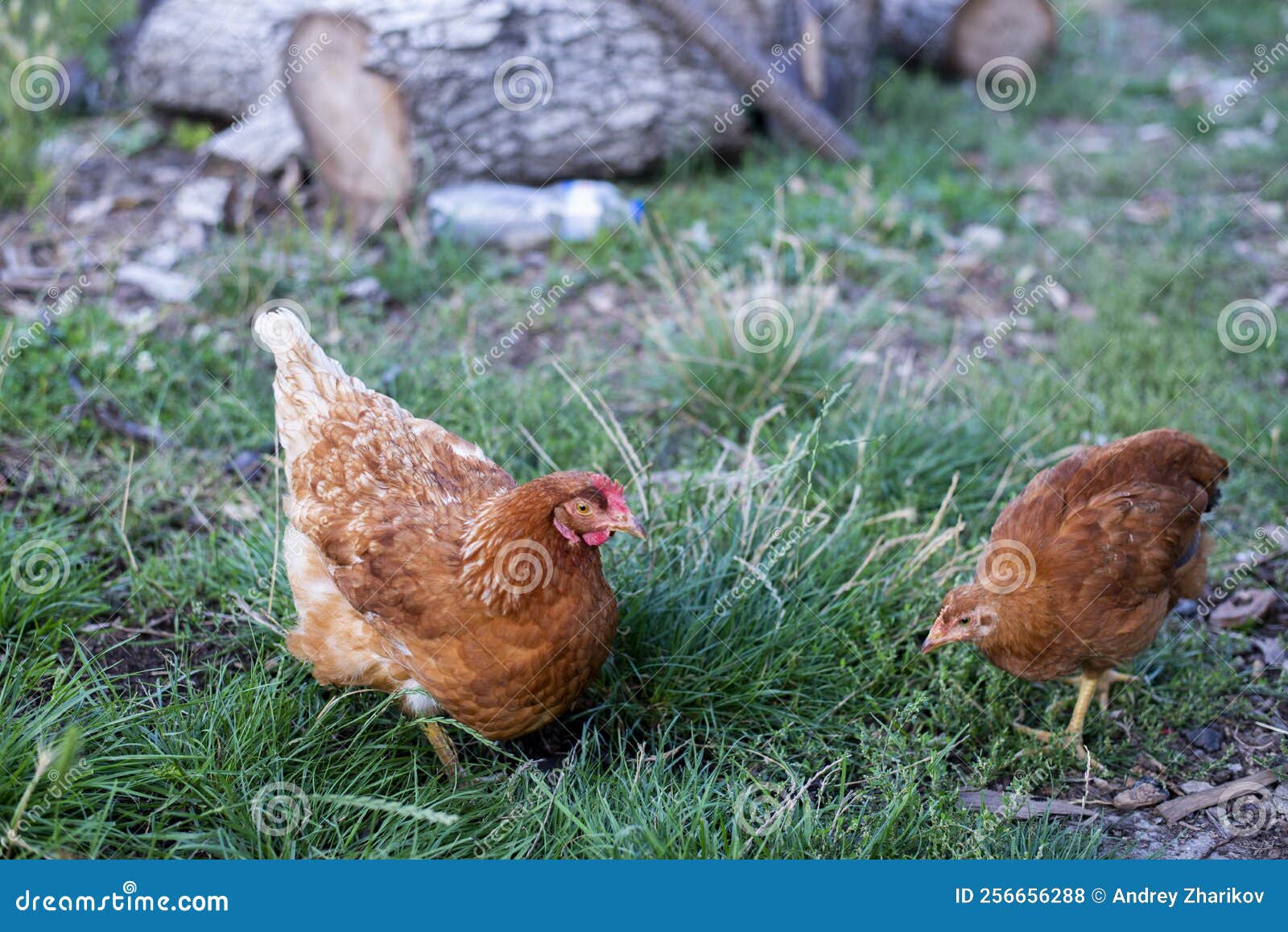 Farm Chicken. Hen and Chicken Eat on the Grass. Stock Photo Image of
