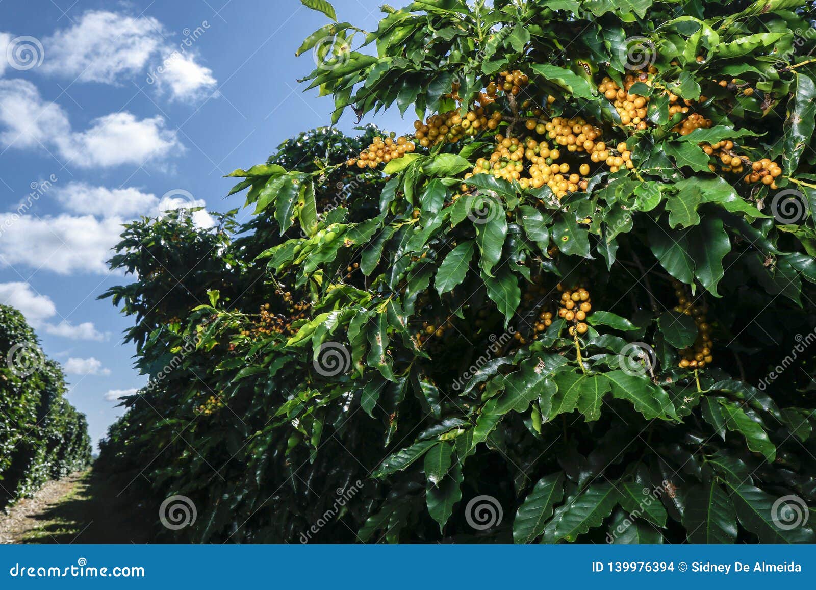 Farm Coffee Plantation in Brazil Stock Photo - Image of harvest ...