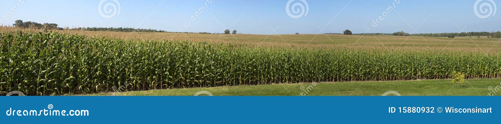 farm corn field panoramic panorama cornfield