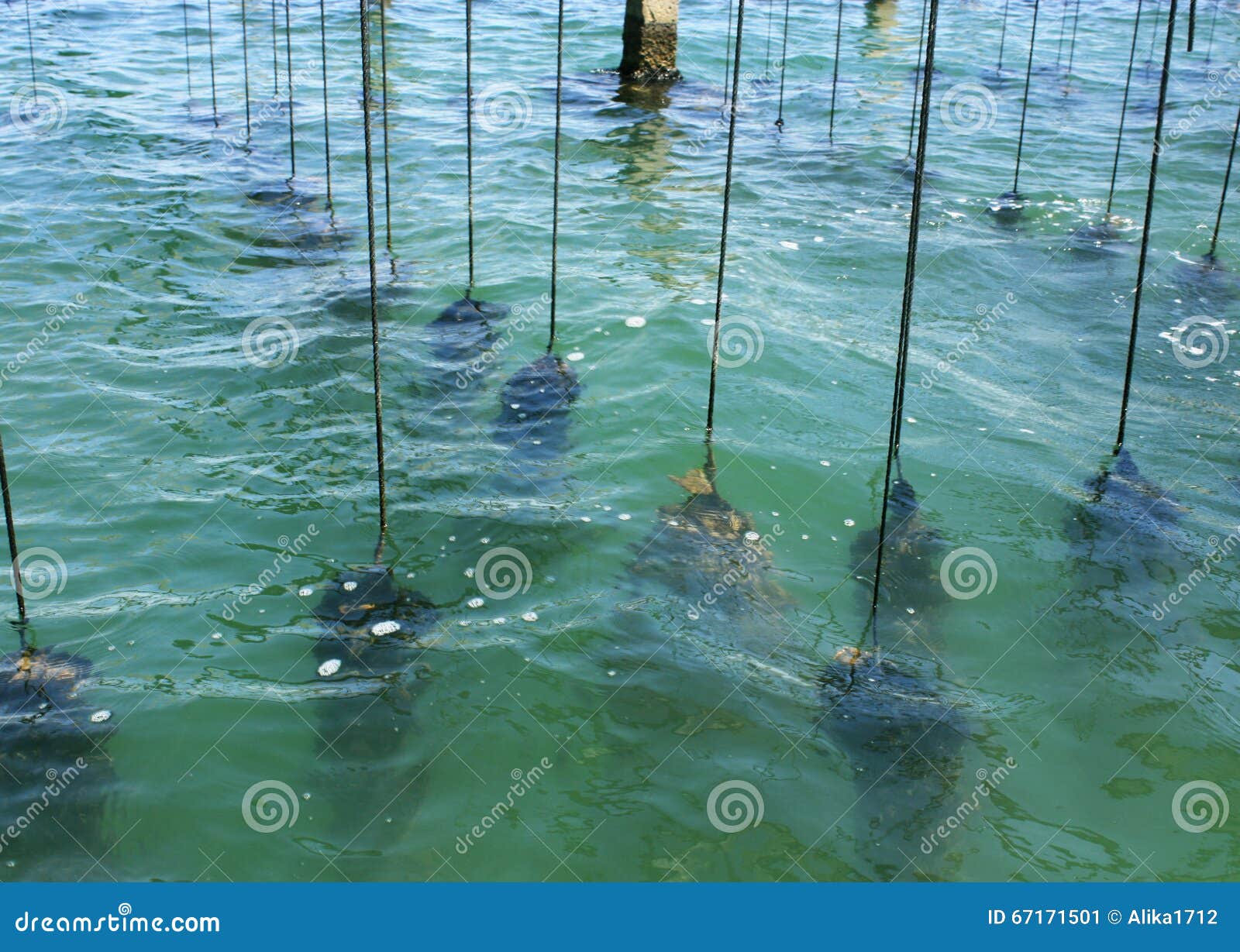 Farm on Cultivation of Mussels in the Mediterranean Stock Image Image