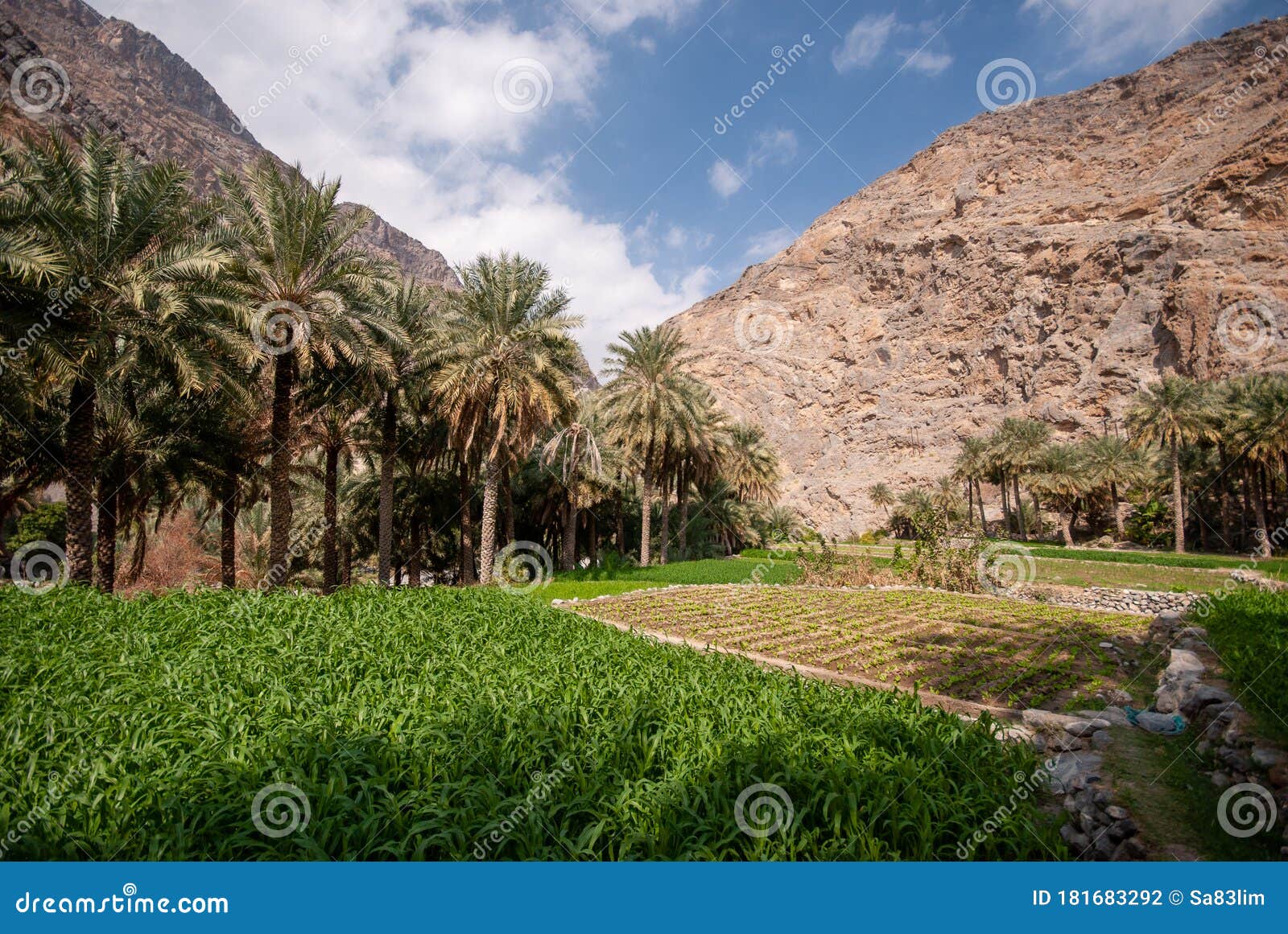 Date palms Oman stock photo. Image of arab, palms, valley 181683292