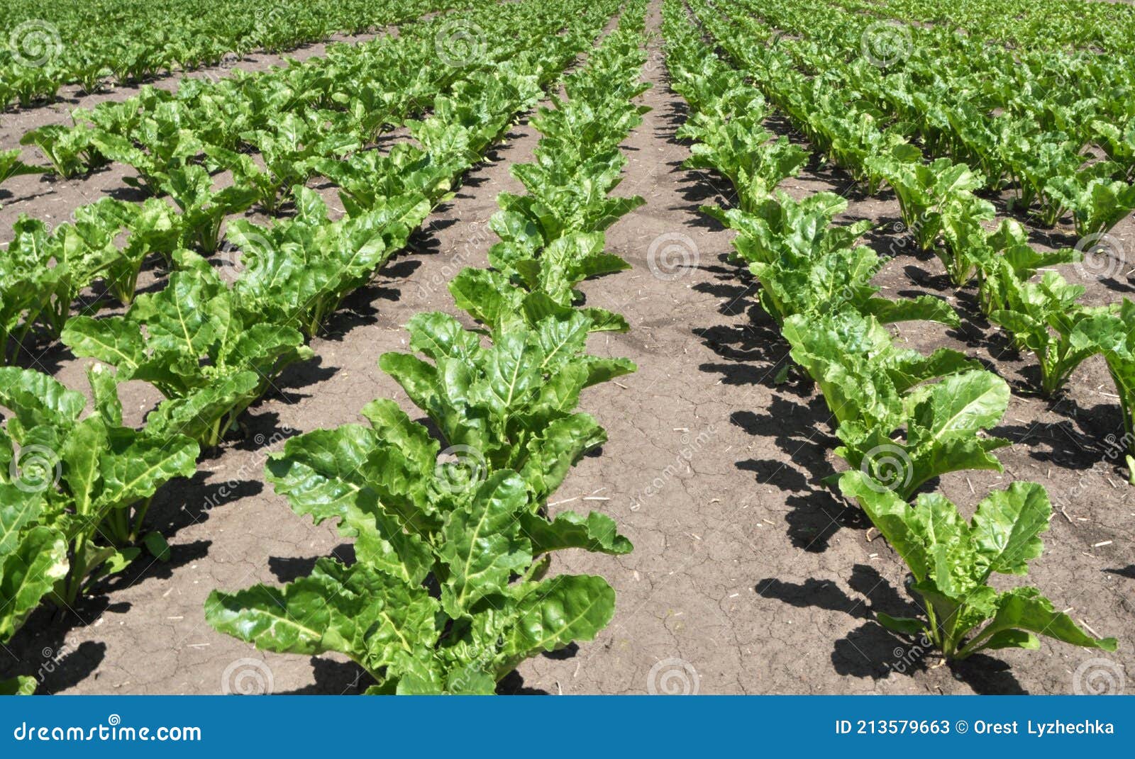 On the Farm Field Grow Sugar Beets Stock Image Image of line