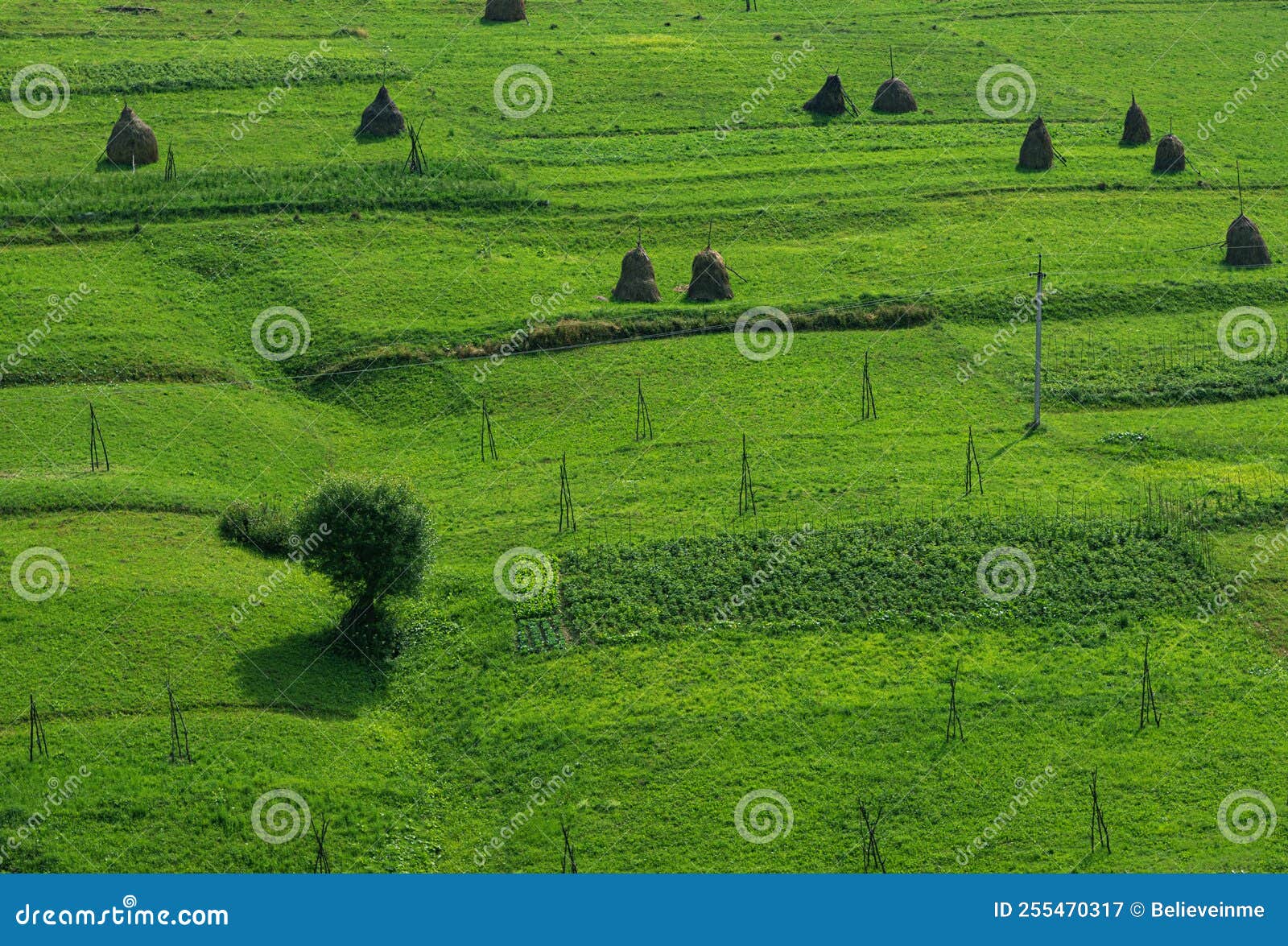 Farm Fields on the Mountainside Stock Image Image of forest, farm