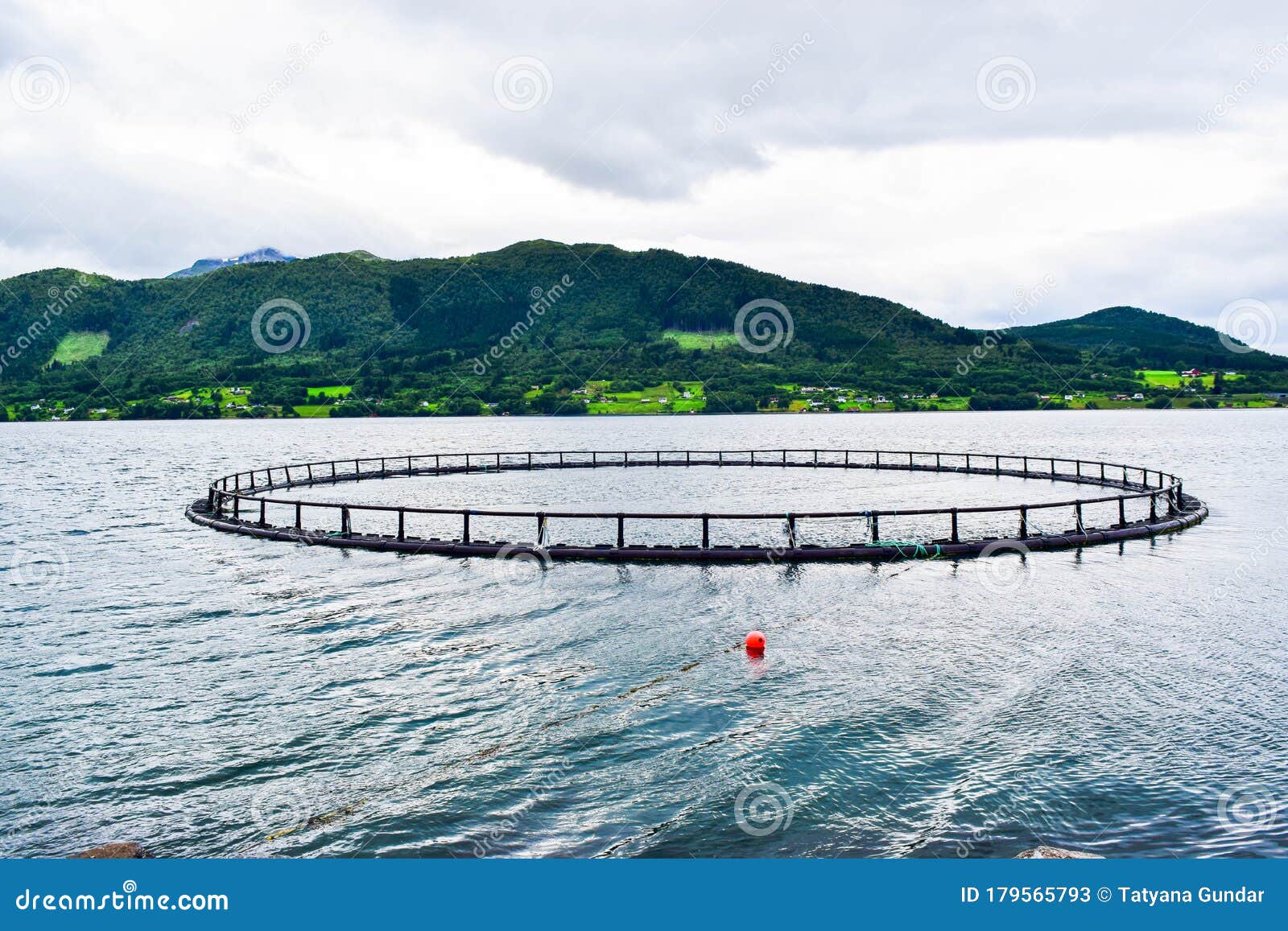 Farm Fish Cage for Salmon Growing in Natural Sea Environment of