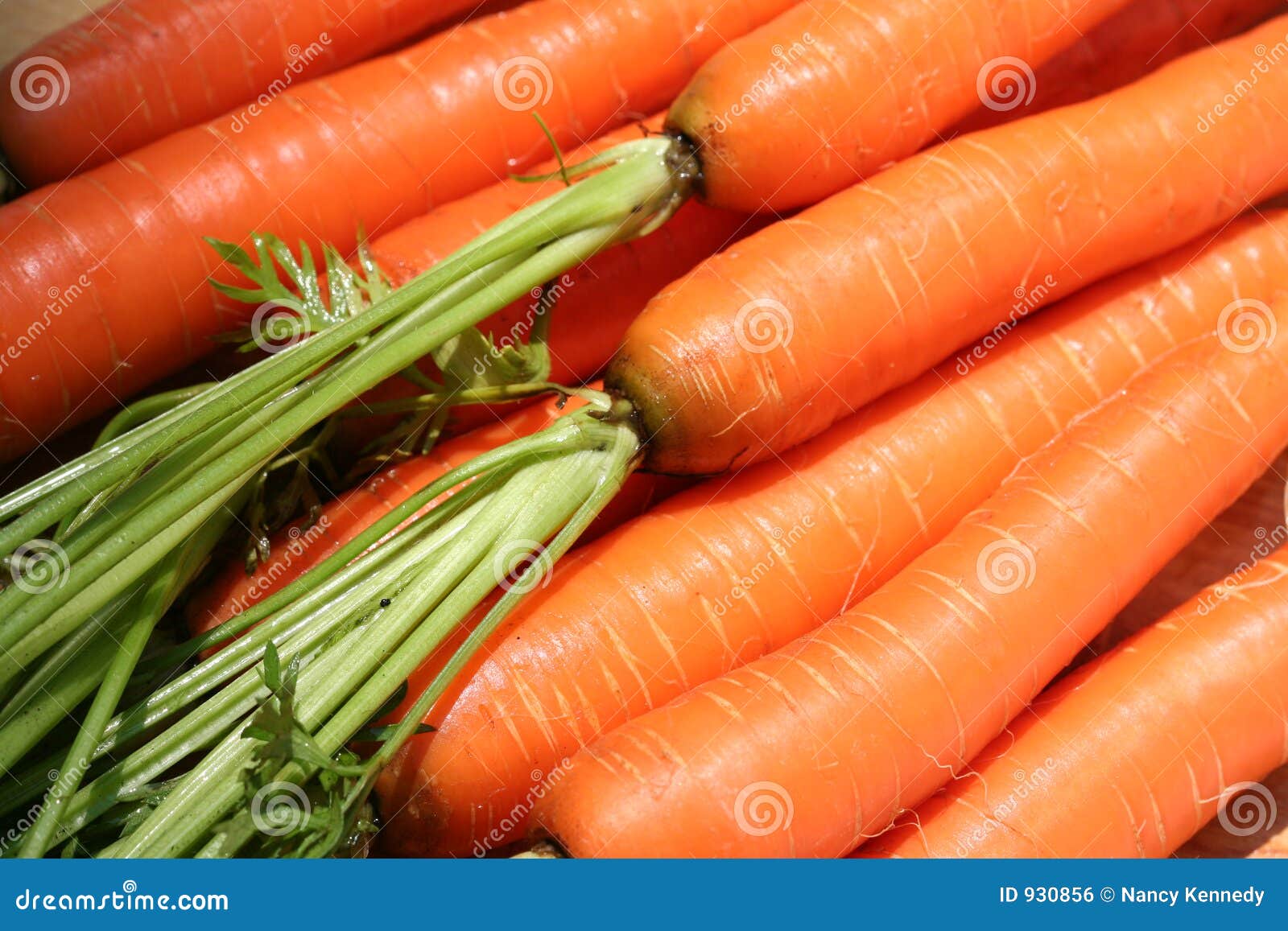 Farm Fresh Carrots stock photo. Image of cook, vegetable 930856