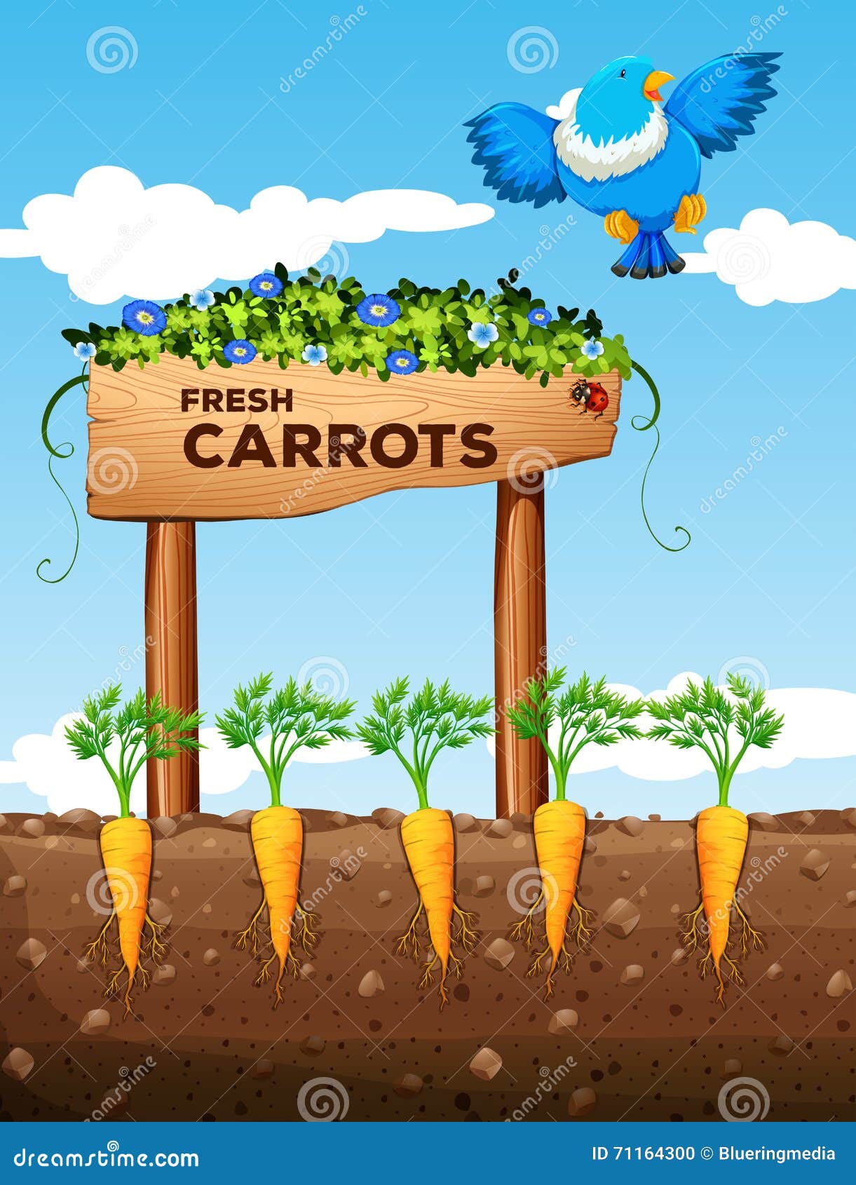 Farm with Fresh Carrots and Sign Stock Vector Illustration of food