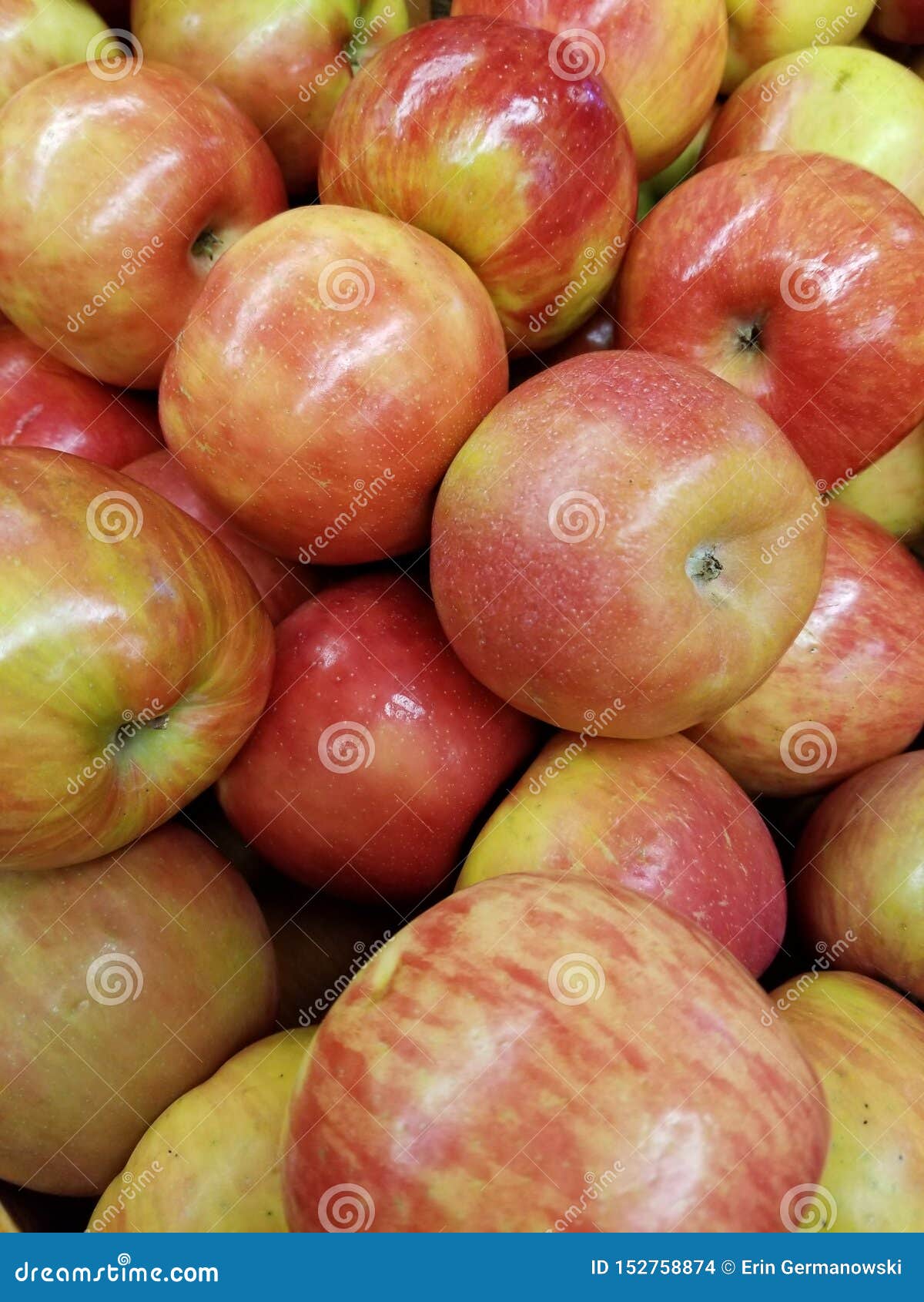 Farm Fresh Organic Pink Lady Apples Stock Photo - Image of orange