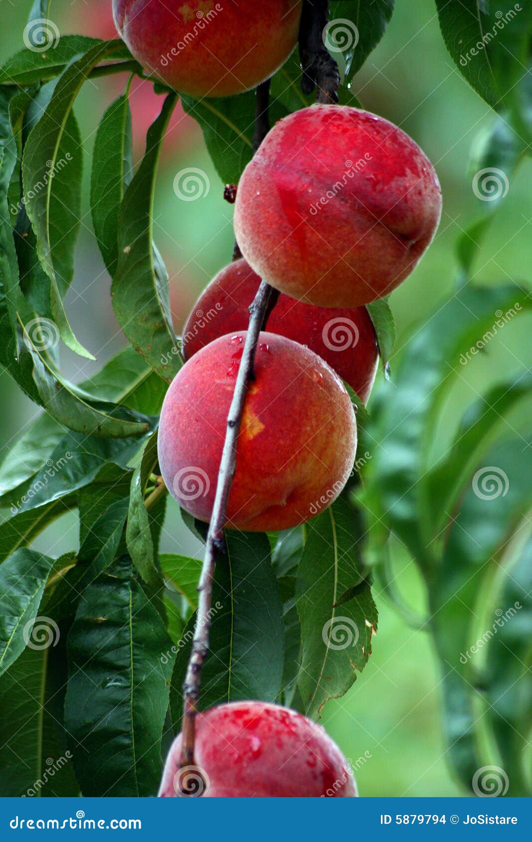 Farm Fresh Peaches stock photo. Image of organic, leaves 5879794