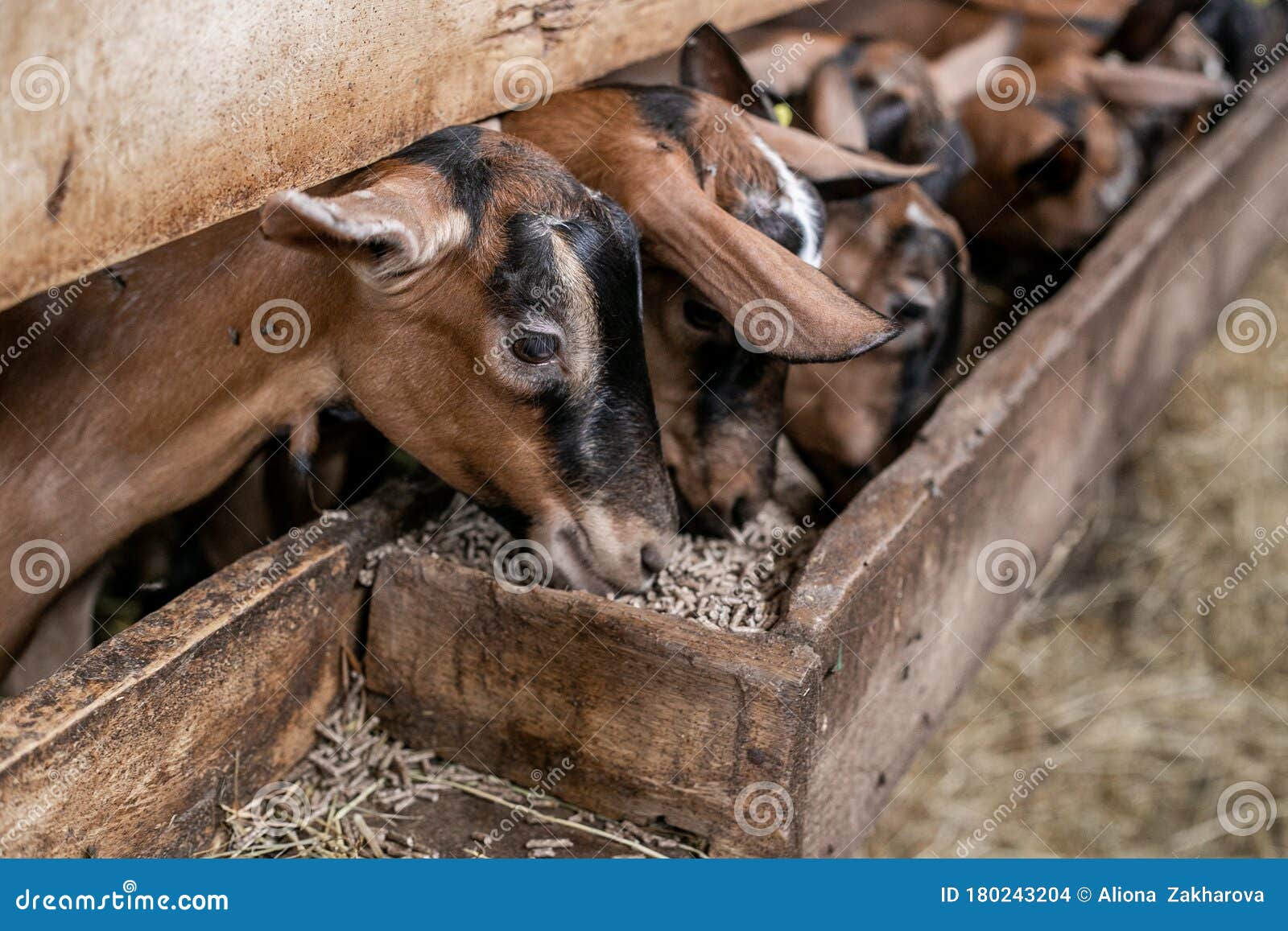Farm Goats Eat Feed at the Farm Stock Photo Image of feeders, groung
