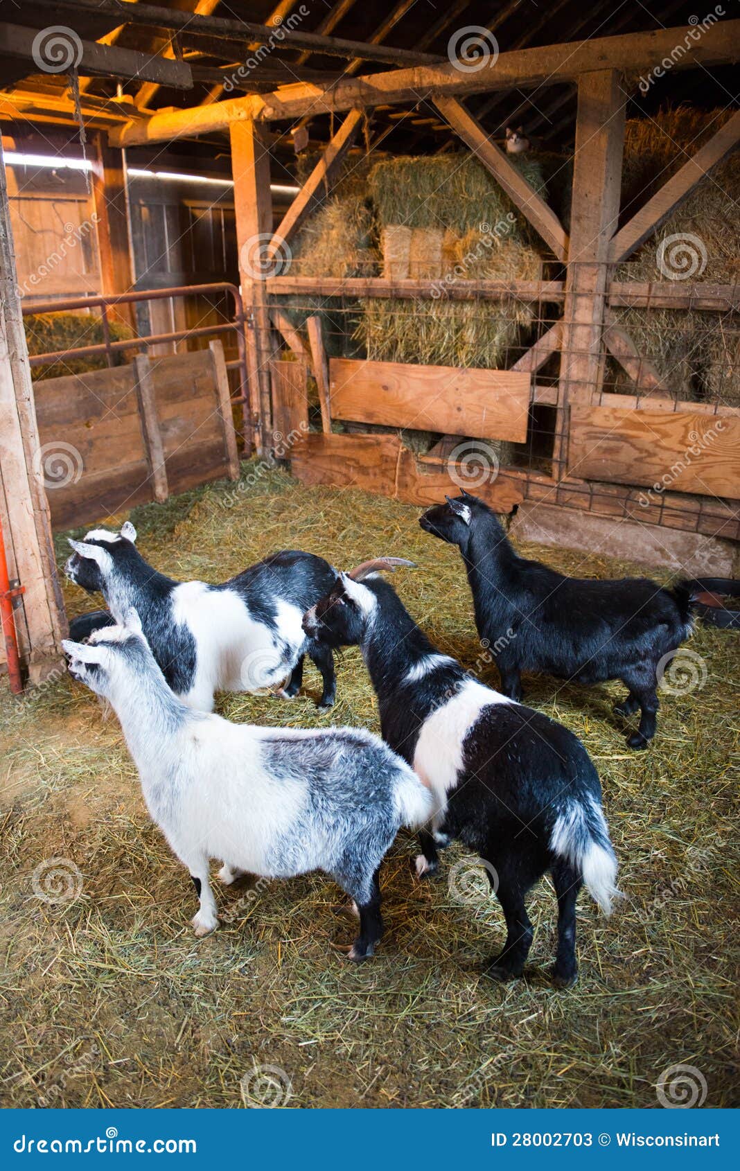 Farm Goats Inside a Barn stock image. Image of animals 