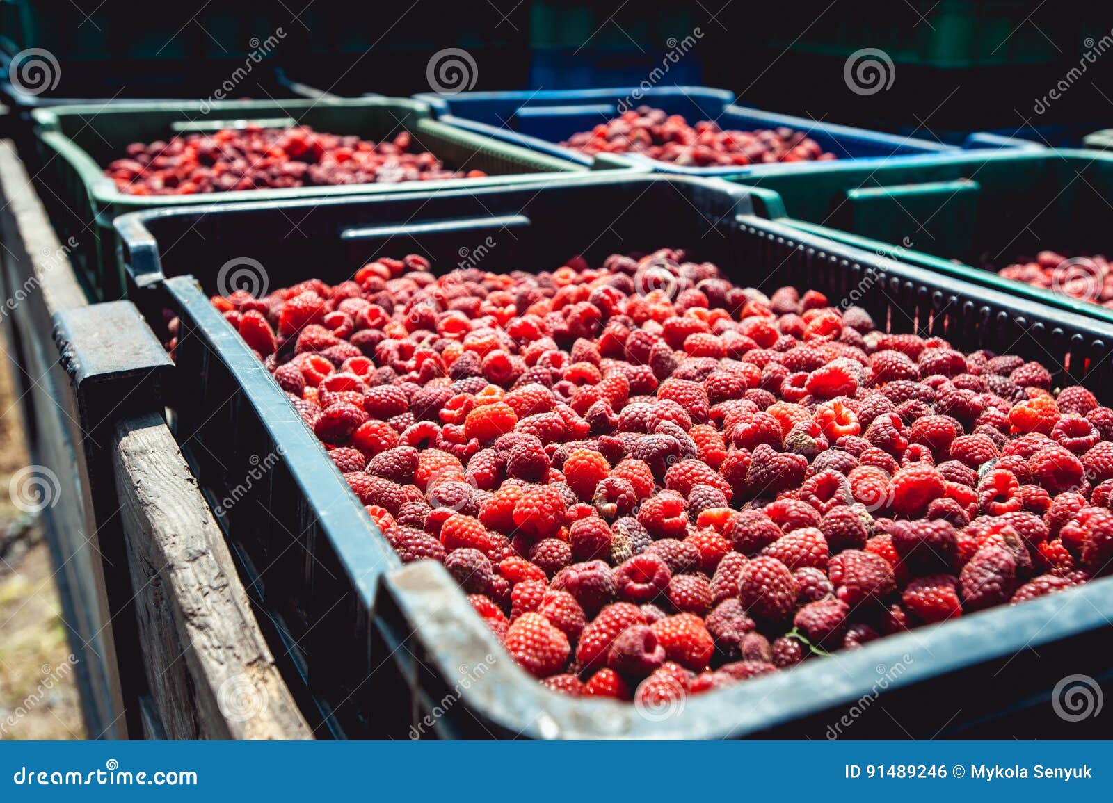 Farm Growing Raspberries. Harvest Ripe Raspberries Picked in Boxes and