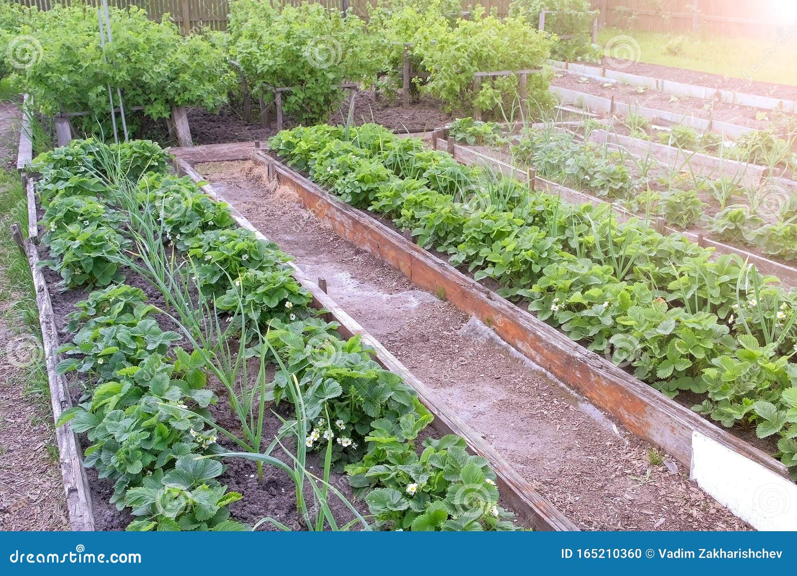 Farm Homestead With Garden Beds Landings Onion Strawberry And