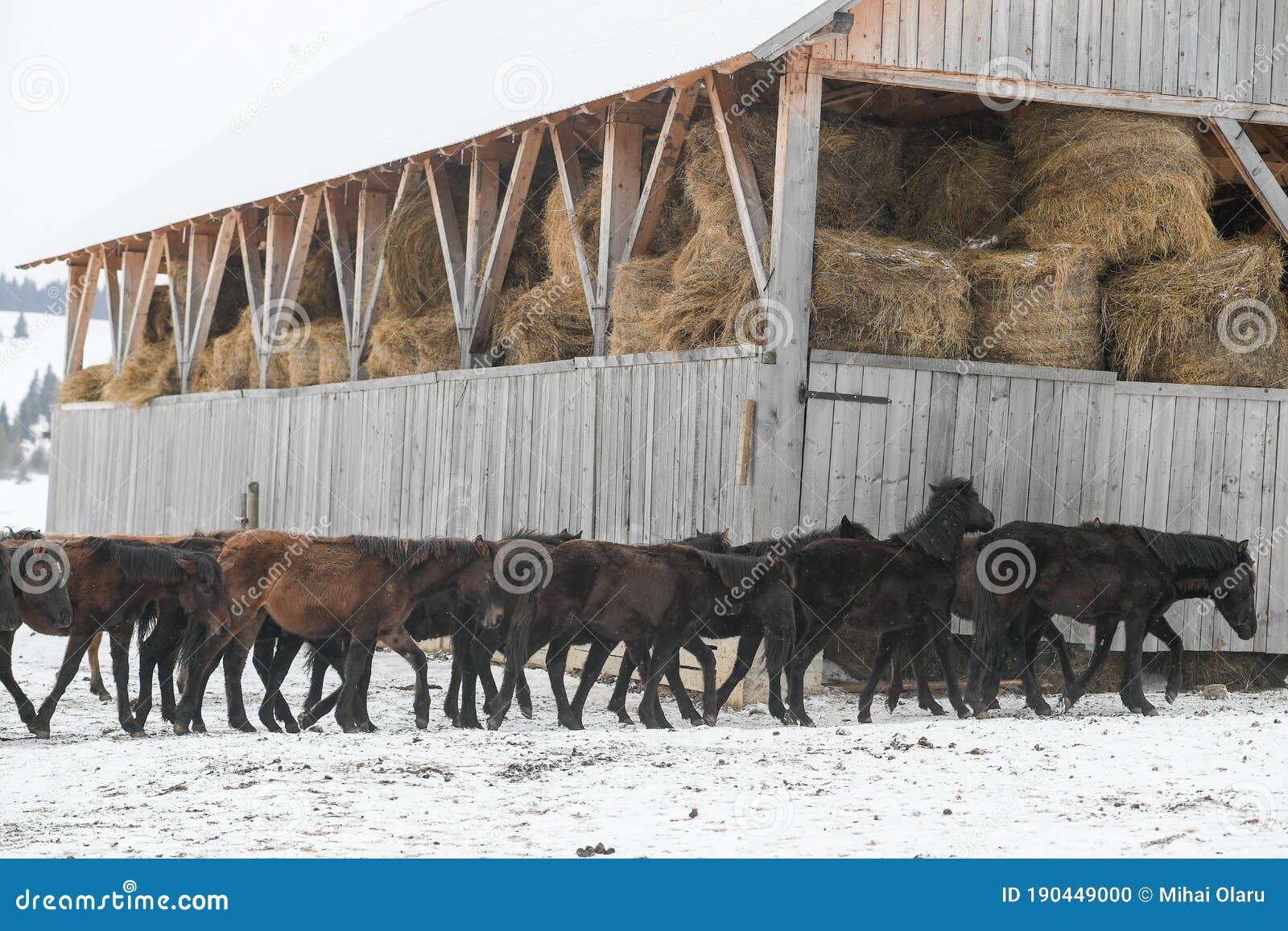 Farm of Horses with Hay for Winter Stock Photo Image of light, pulling 190449000