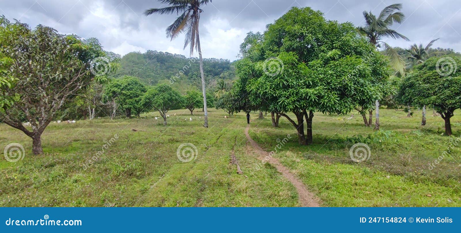 Farm Land in the Philippines Stock Photo Image of clothing, farm