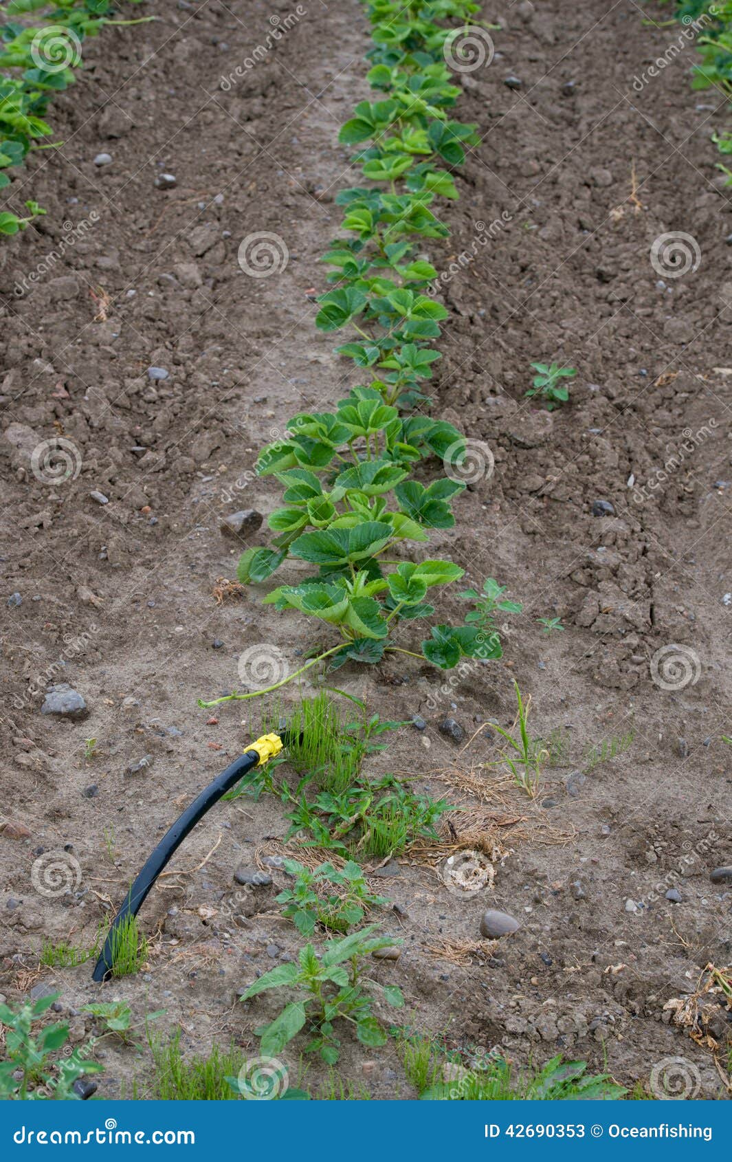 Farm stock image. Image of environment, grass, meadow 42690353
