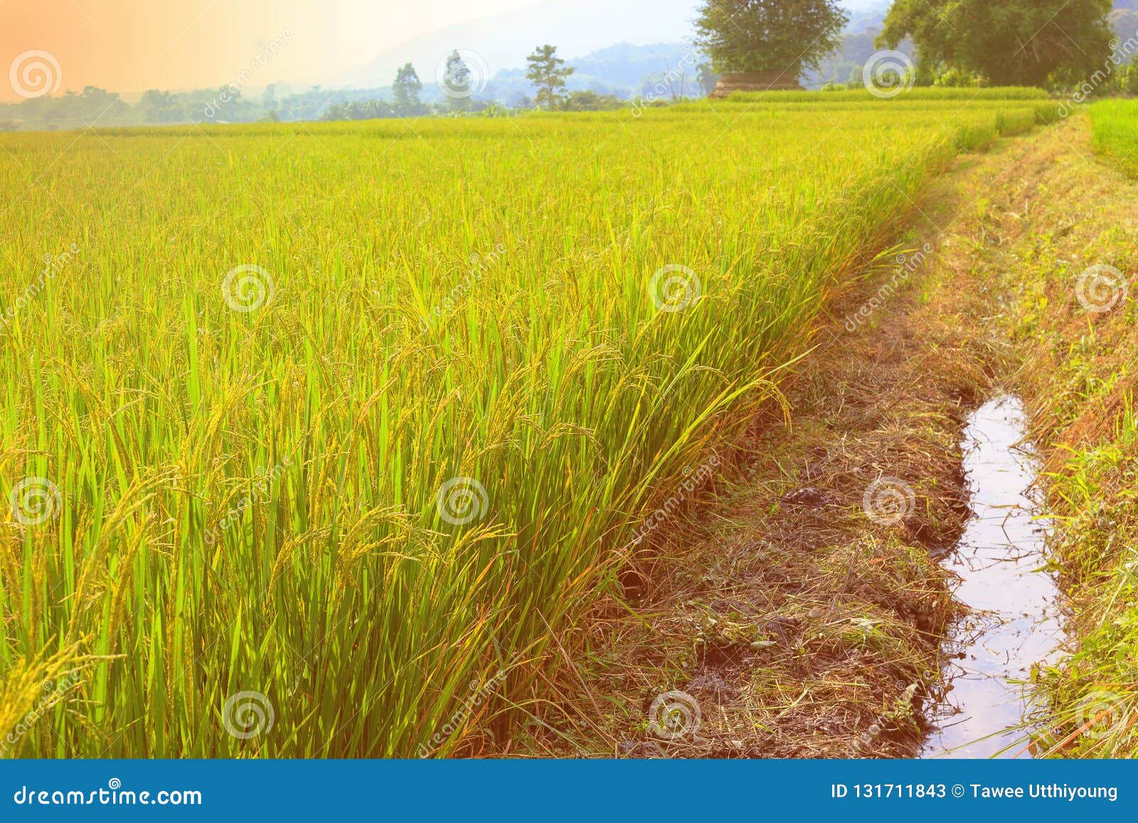 Farm rice field stock image. Image of green, farm, background - 131711843