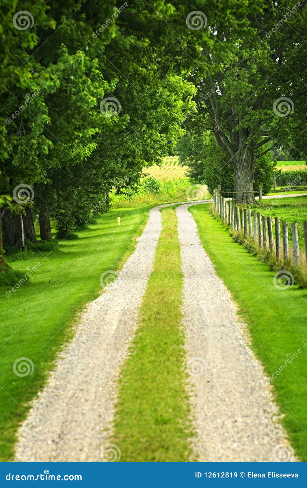 Farm road stock image. Image of leaf, driveway, bright 12612819